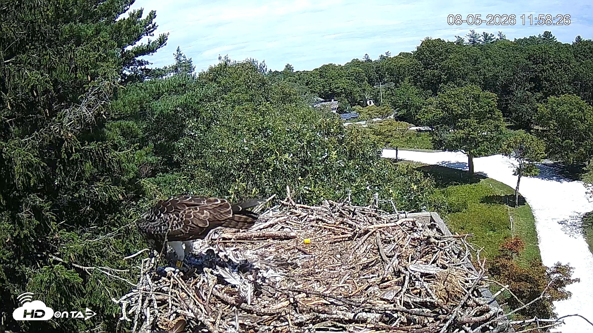 Snapshot of Mashpee Natl. Wildlife Refuge Live Osprey Cam taken Aug 5, 2026, 11:58am EDT