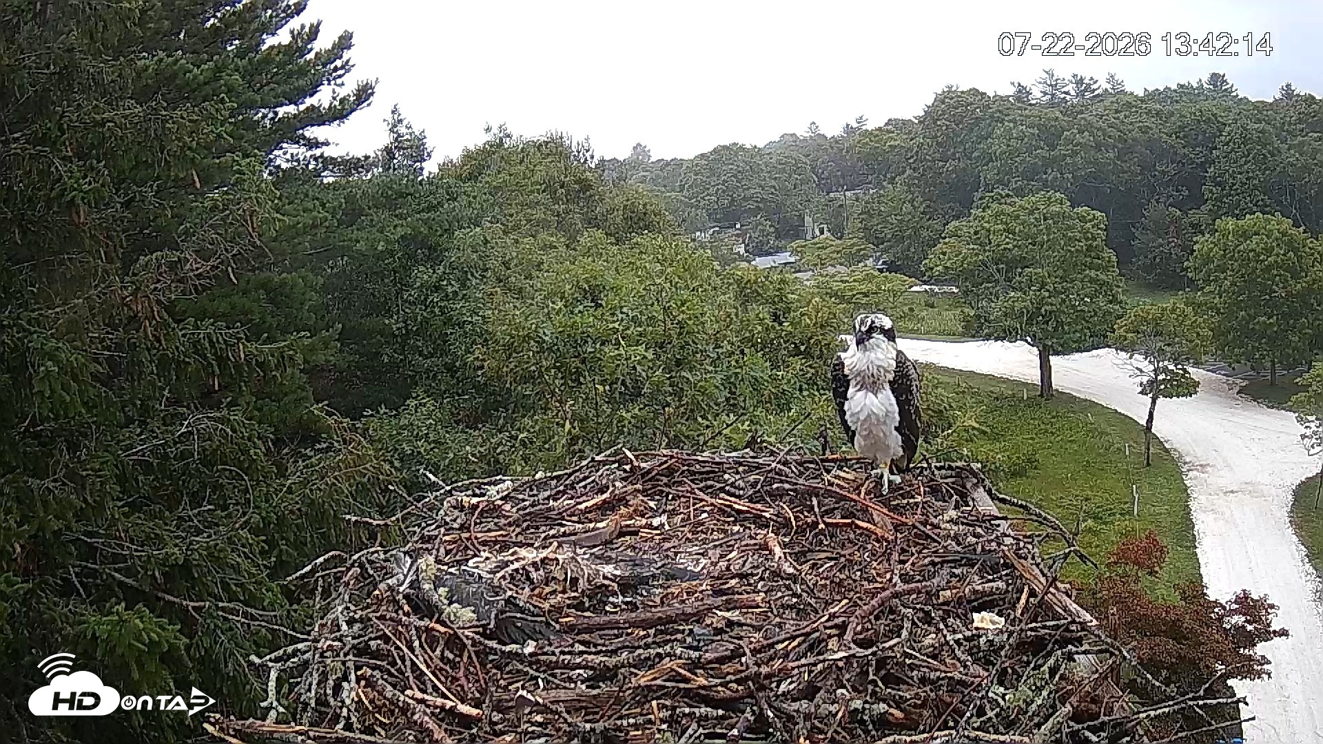 Snapshot of Mashpee Natl. Wildlife Refuge Live Osprey Cam taken Jul 22, 2026, 1:42pm EDT