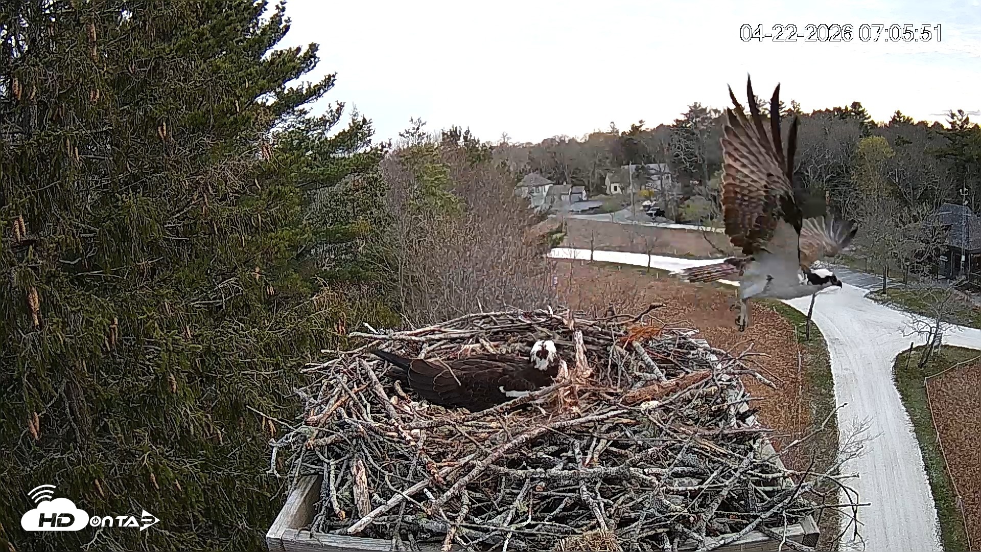 Snapshot of Mashpee Natl. Wildlife Refuge Live Osprey Cam taken Apr 22, 2026, 7:21am EDT