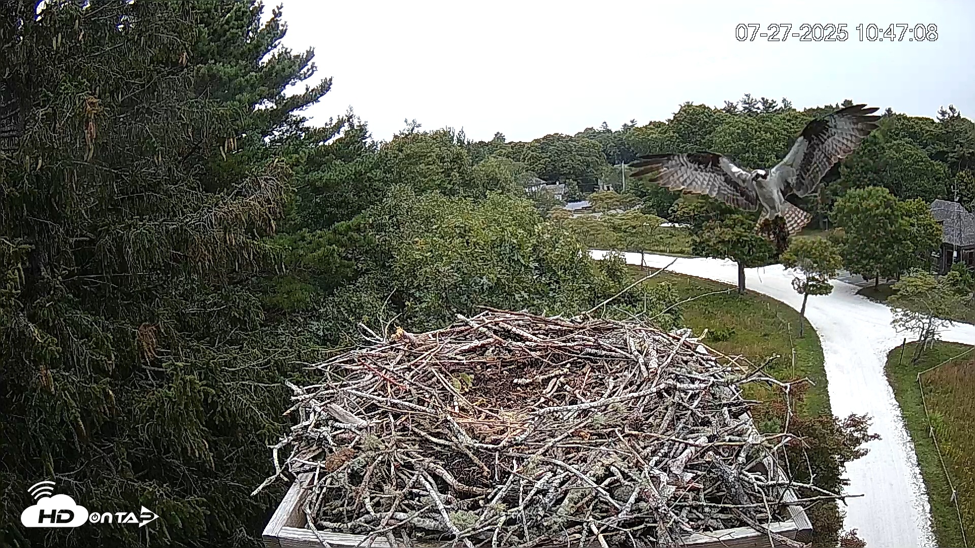 Snapshot of Mashpee Natl. Wildlife Refuge Live Osprey Cam taken Jul 27, 2025, 2:56pm EDT