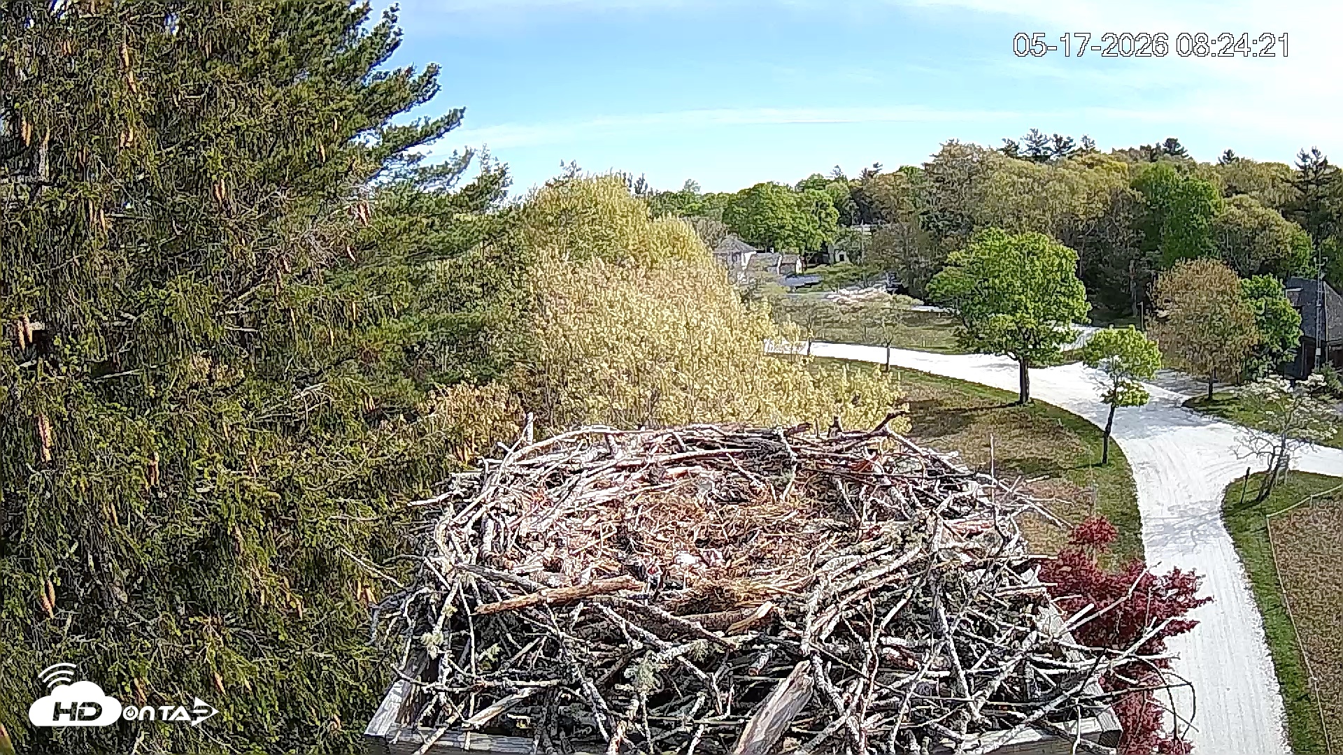 Snapshot of Mashpee Natl. Wildlife Refuge Live Osprey Cam taken May 17, 2026, 8:24am EDT