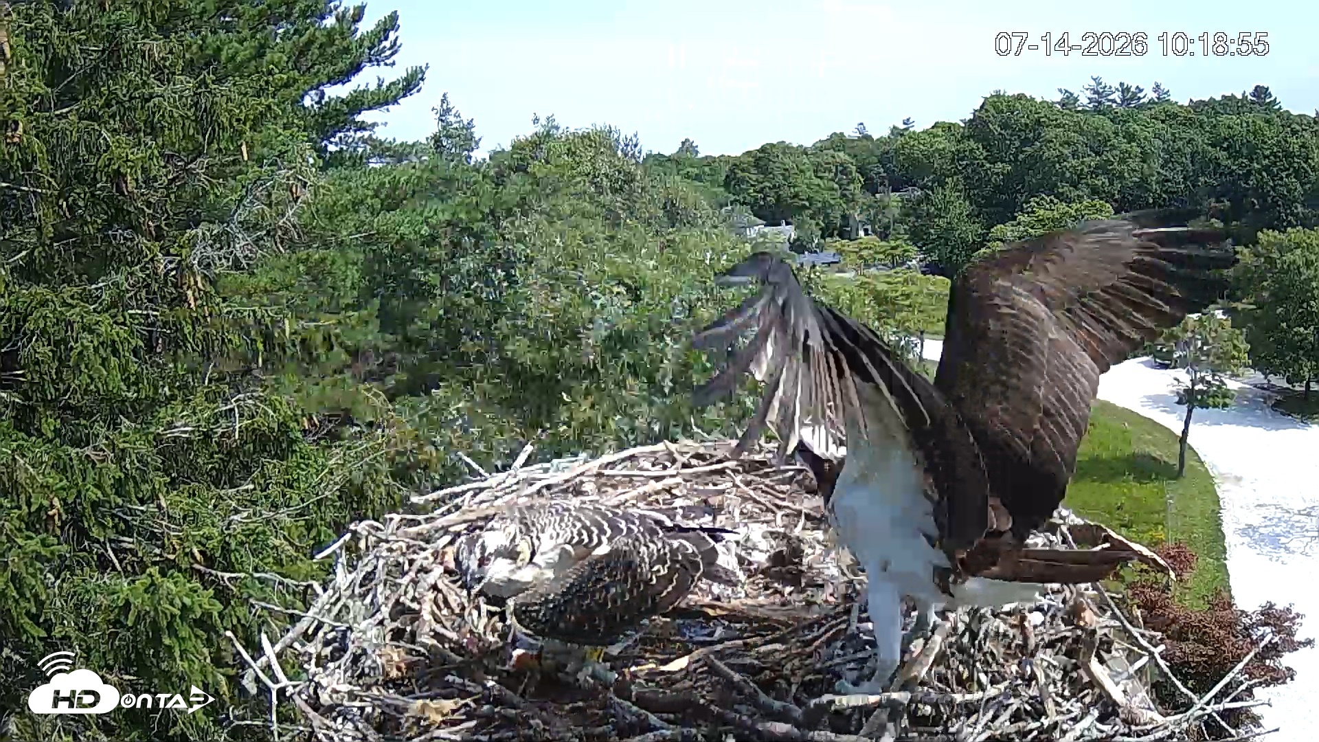 Snapshot of Mashpee Natl. Wildlife Refuge Live Osprey Cam taken Jul 14, 2026, 10:19am EDT