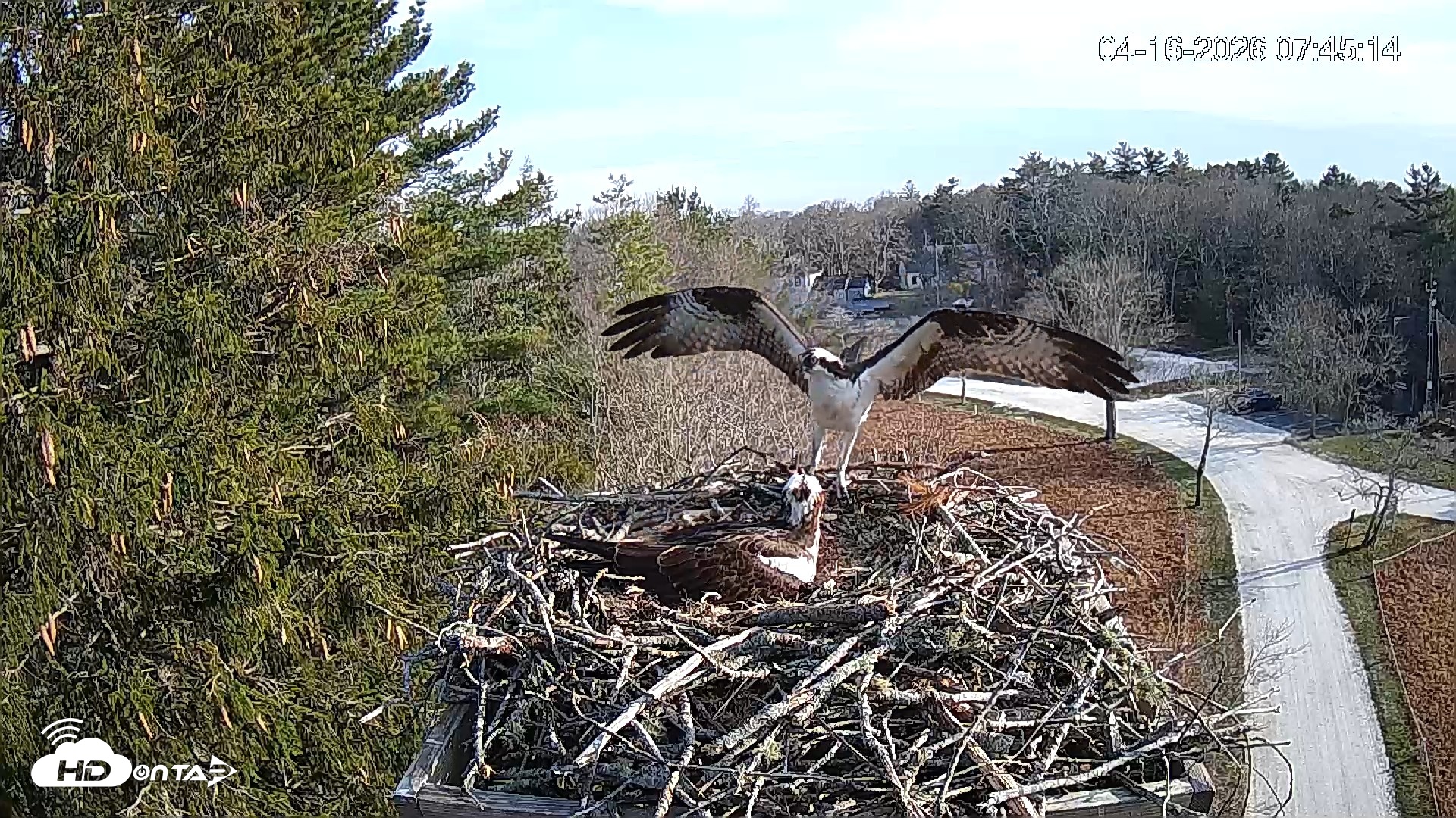 Snapshot of Mashpee Natl. Wildlife Refuge Live Osprey Cam taken Apr 16, 2026, 9:59am EDT
