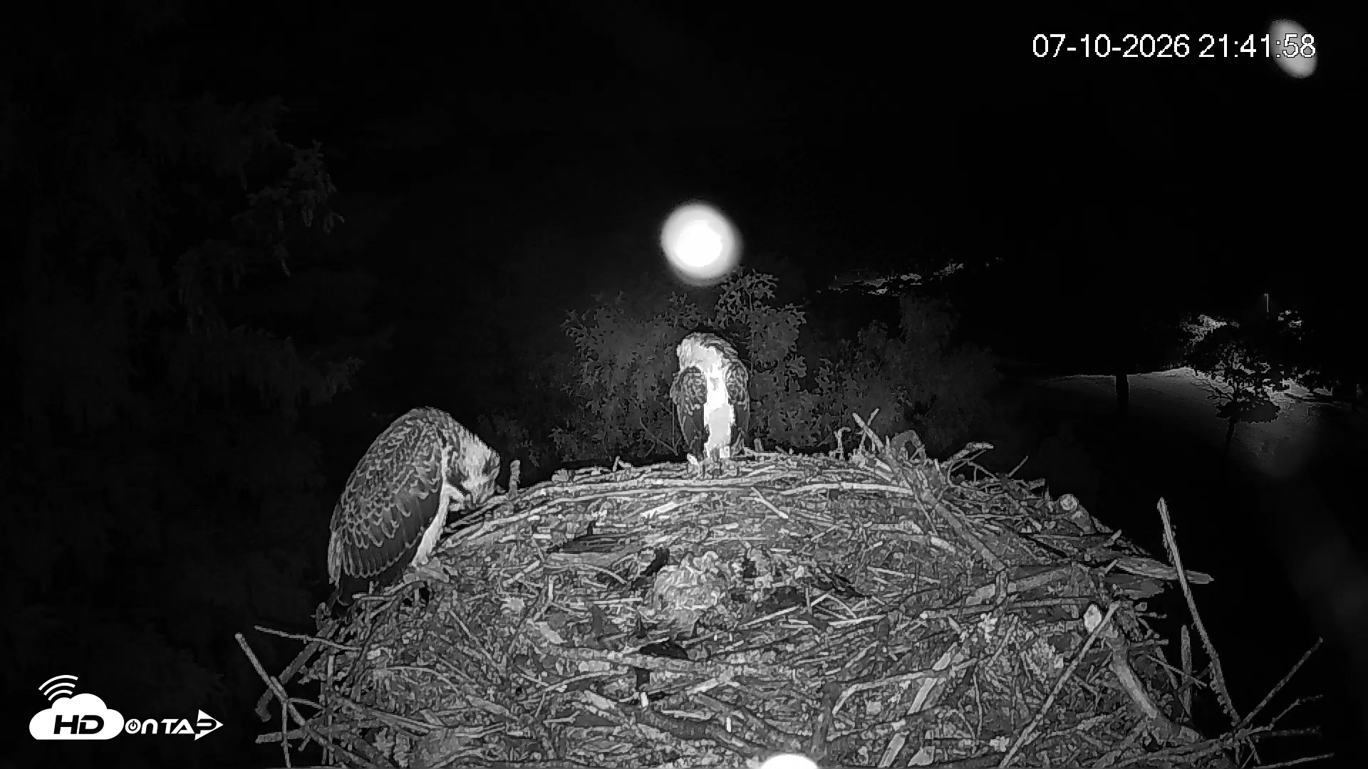 Snapshot of Mashpee Natl. Wildlife Refuge Live Osprey Cam taken Jul 10, 2026, 9:43pm EDT