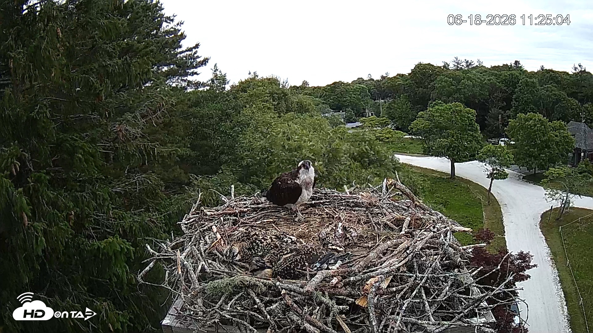 Snapshot of Mashpee Natl. Wildlife Refuge Live Osprey Cam taken Jun 18, 2026, 11:25am EDT