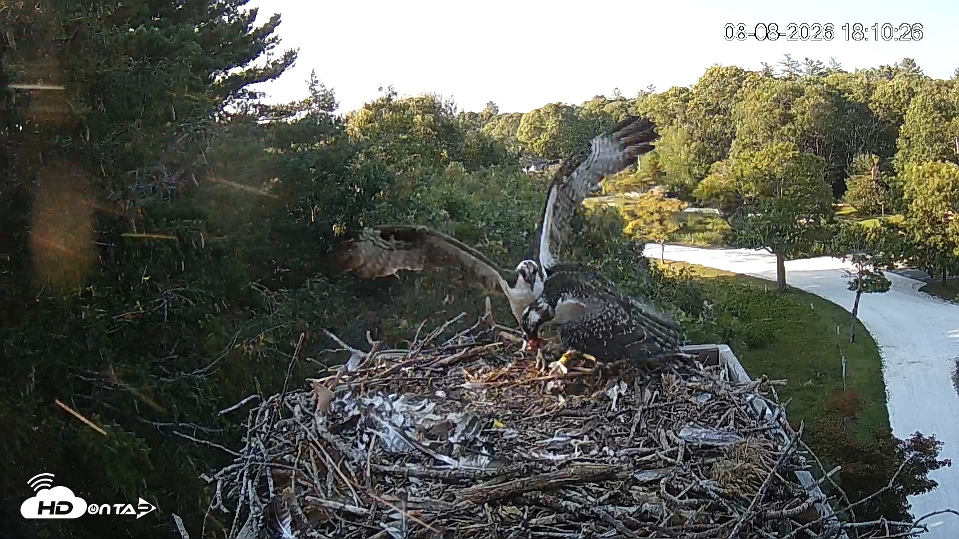 Snapshot of Mashpee Natl. Wildlife Refuge Live Osprey Cam taken Aug 8, 2026, 8:24pm EDT