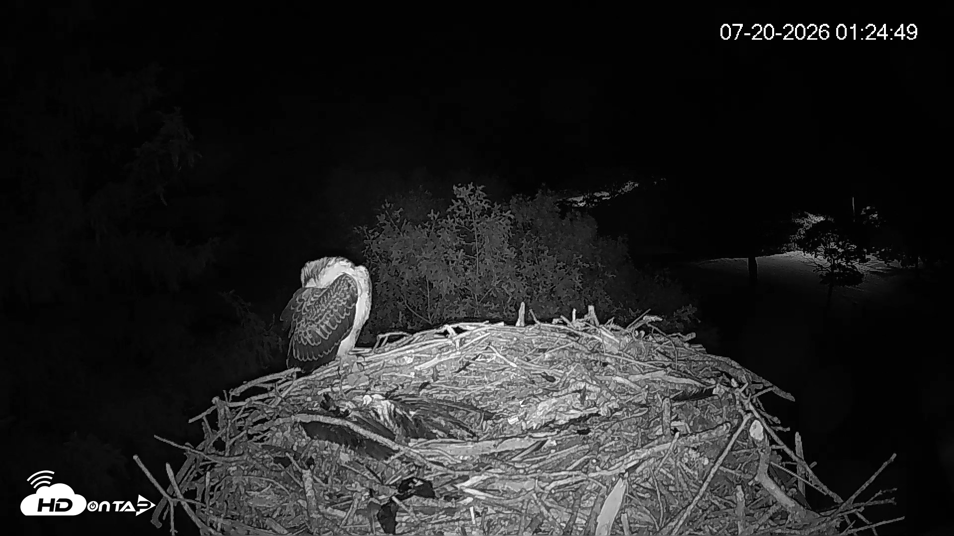 Snapshot of Mashpee Natl. Wildlife Refuge Live Osprey Cam taken Jul 20, 2026, 1:25am EDT