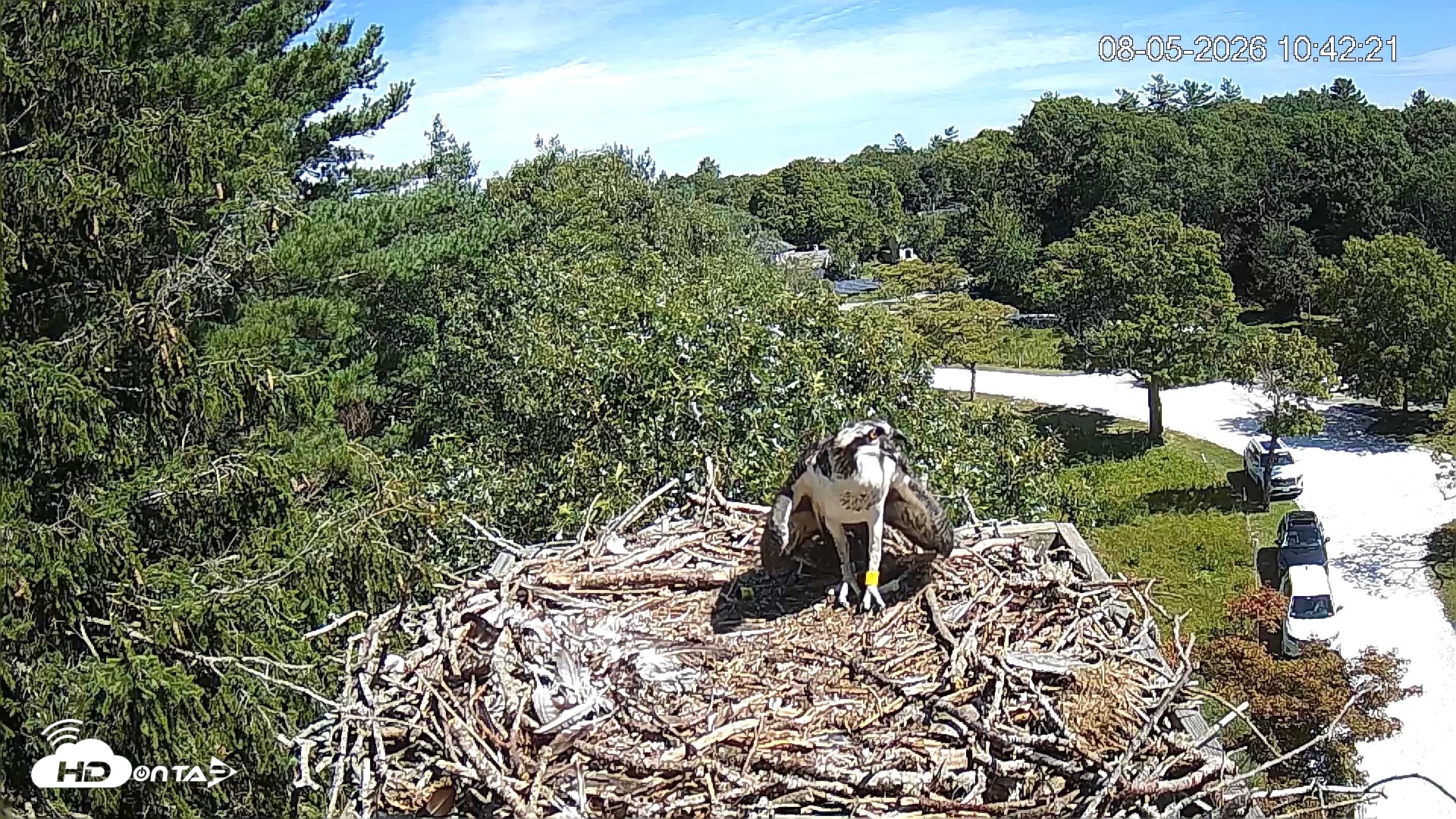 Snapshot of Mashpee Natl. Wildlife Refuge Live Osprey Cam taken Aug 5, 2026, 10:59am EDT