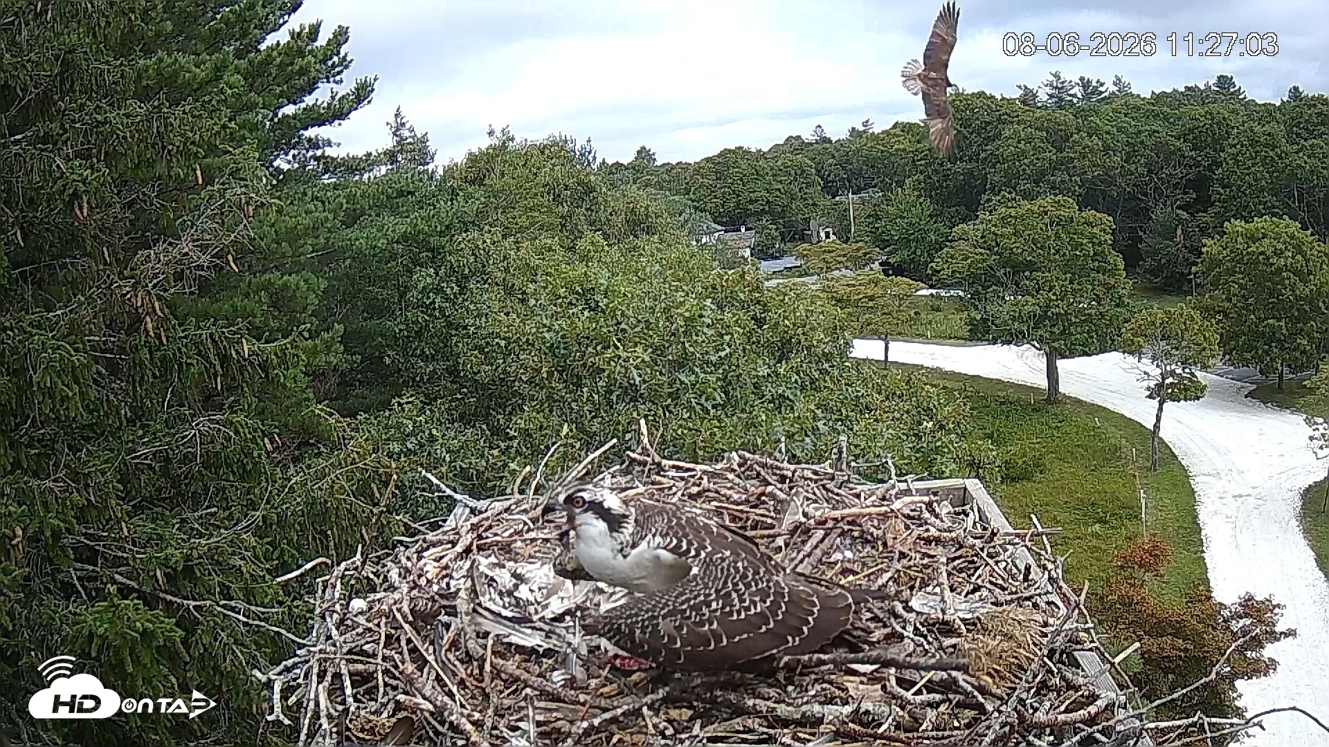 Snapshot of Mashpee Natl. Wildlife Refuge Live Osprey Cam taken Aug 6, 2026, 6:28pm EDT