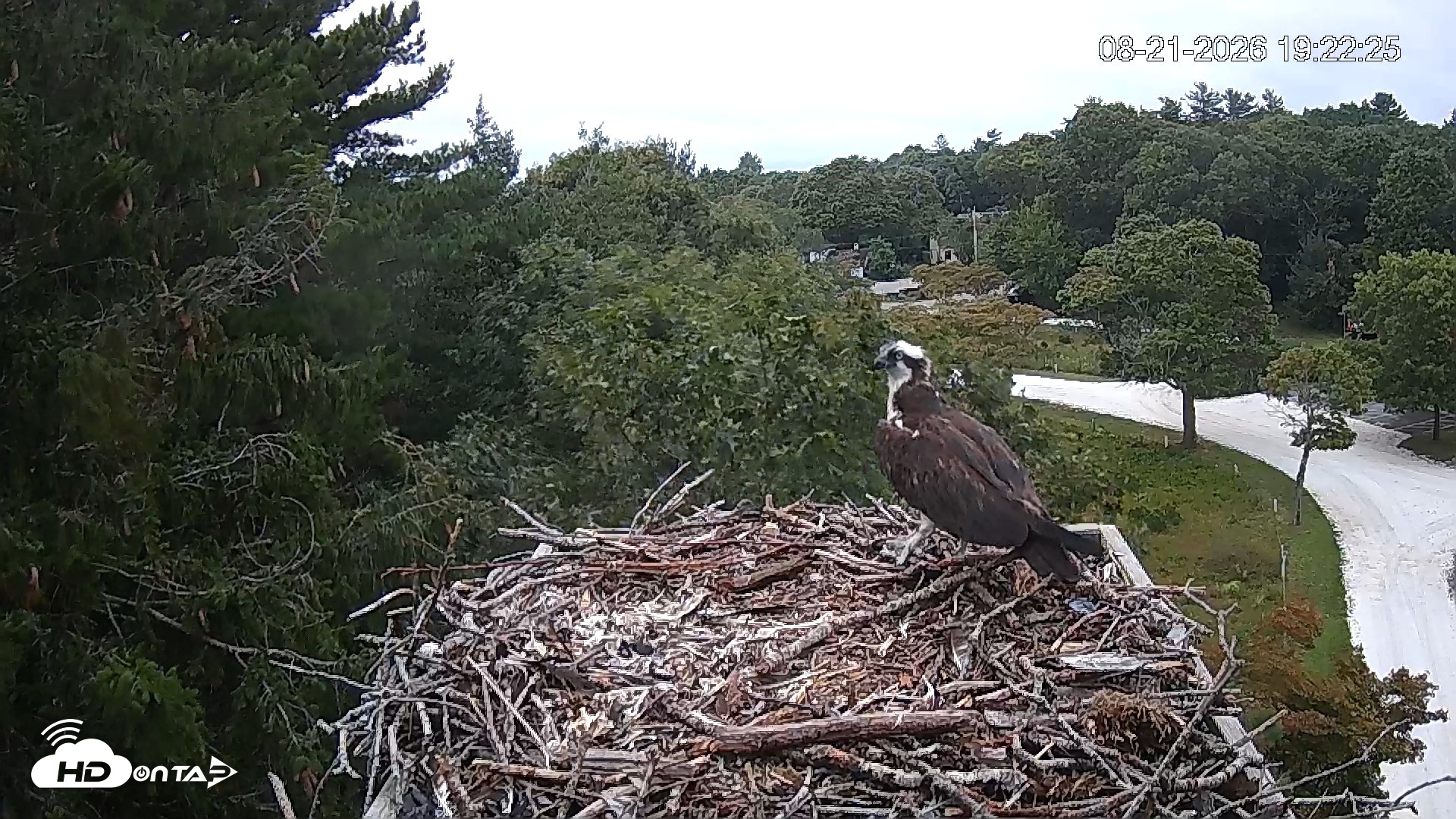 Snapshot of Mashpee Natl. Wildlife Refuge Live Osprey Cam taken Aug 21, 2026, 7:49pm EDT