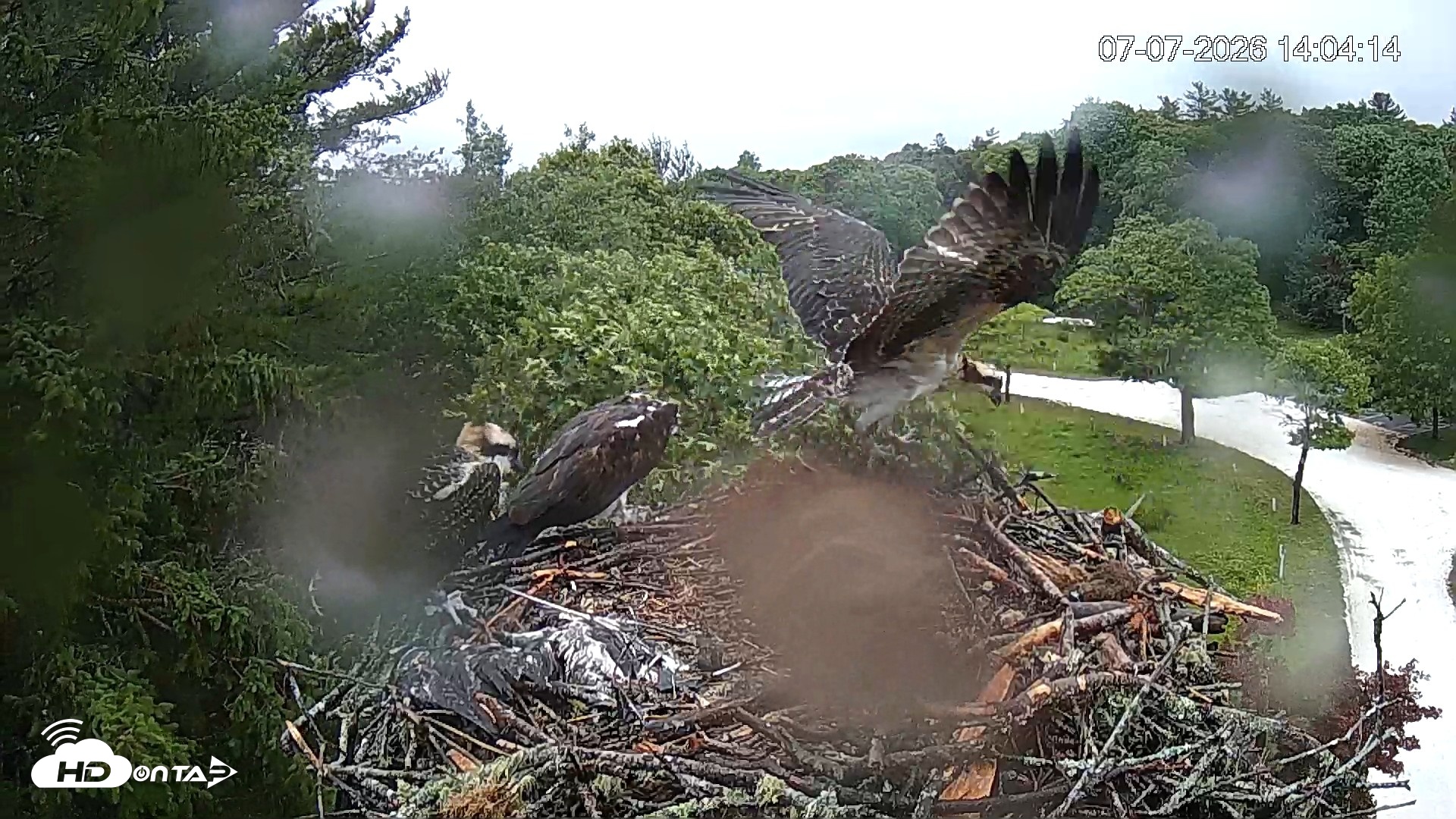 Snapshot of Mashpee Natl. Wildlife Refuge Live Osprey Cam taken Jul 7, 2026, 2:05pm EDT