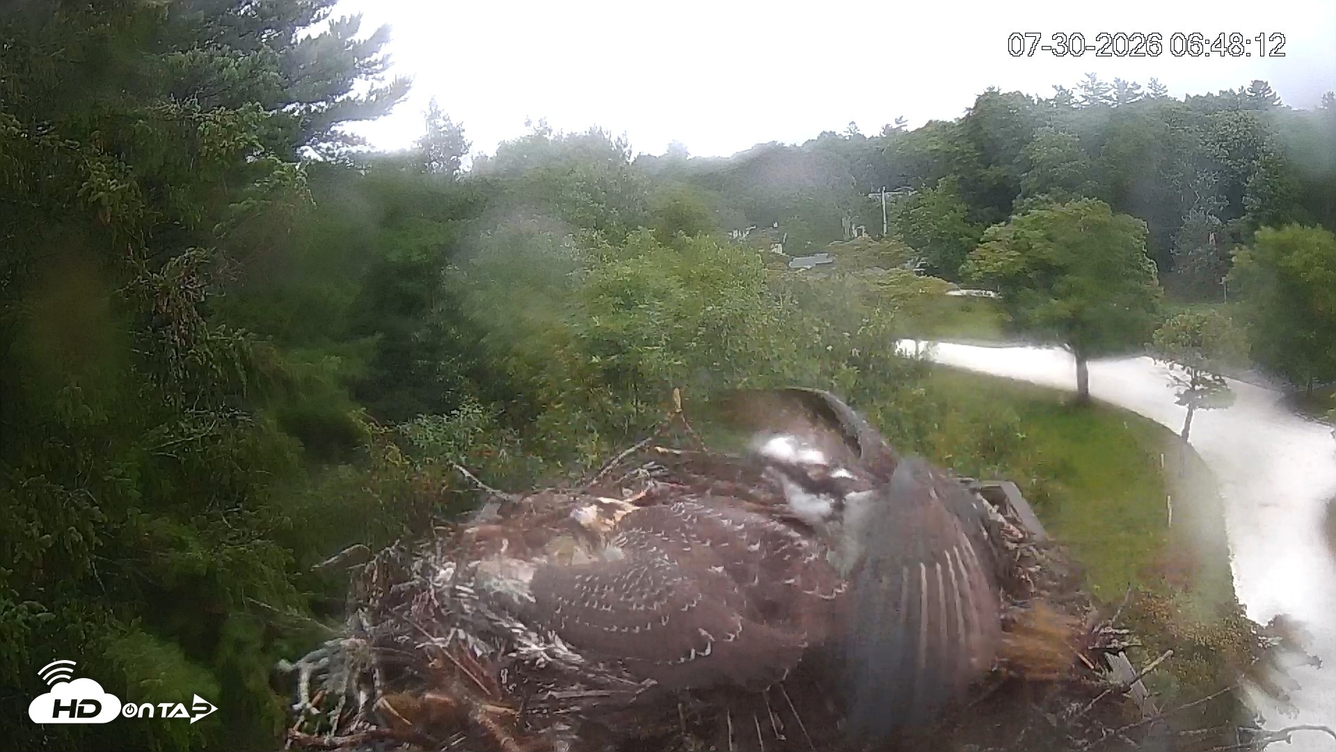 Snapshot of Mashpee Natl. Wildlife Refuge Live Osprey Cam taken Jul 30, 2026, 6:48am EDT