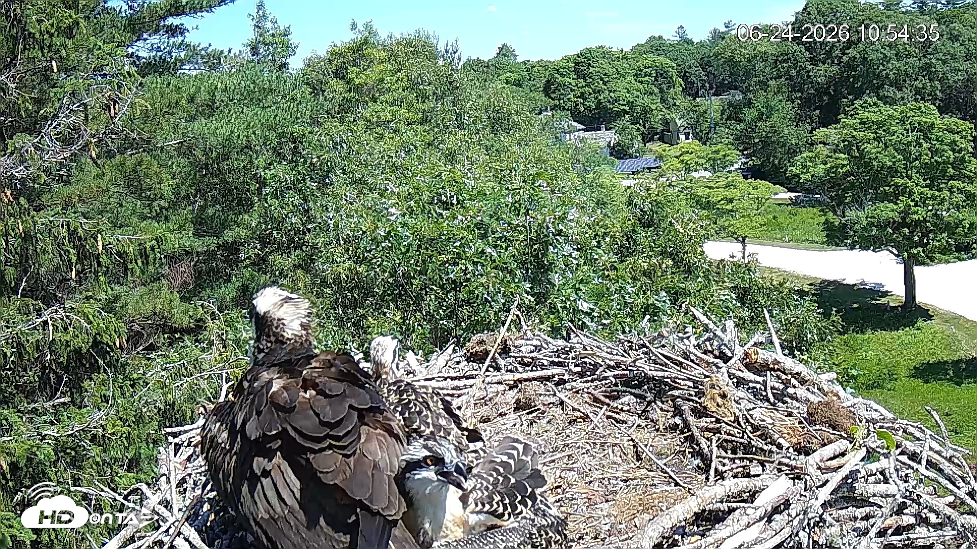 Snapshot of Mashpee Natl. Wildlife Refuge Live Osprey Cam taken Jun 24, 2026, 10:54am EDT