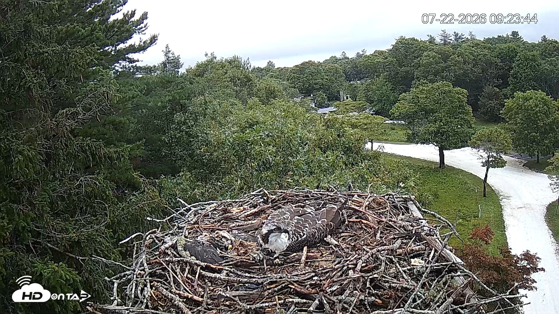 Snapshot of Mashpee Natl. Wildlife Refuge Live Osprey Cam taken Jul 22, 2026, 9:24am EDT