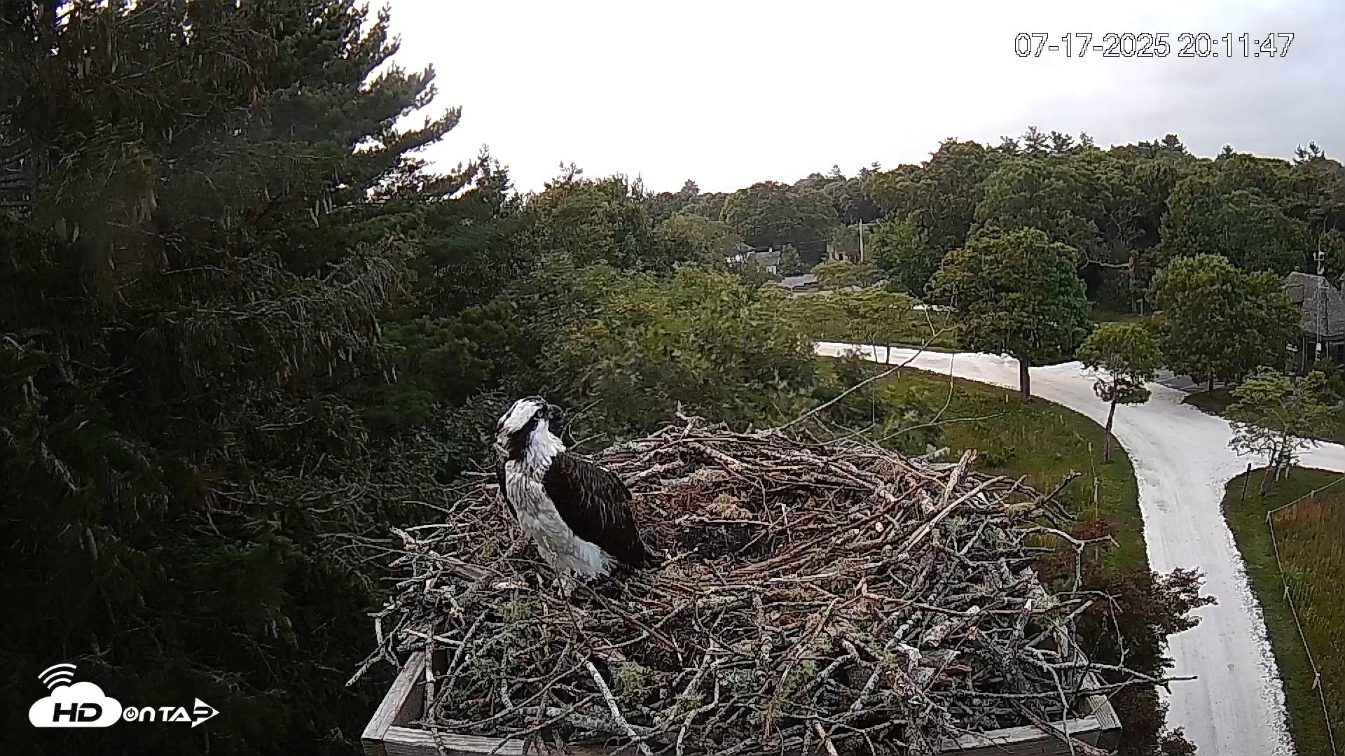 Snapshot of Mashpee Natl. Wildlife Refuge Live Osprey Cam taken Jul 17, 2025, 11:13pm EDT