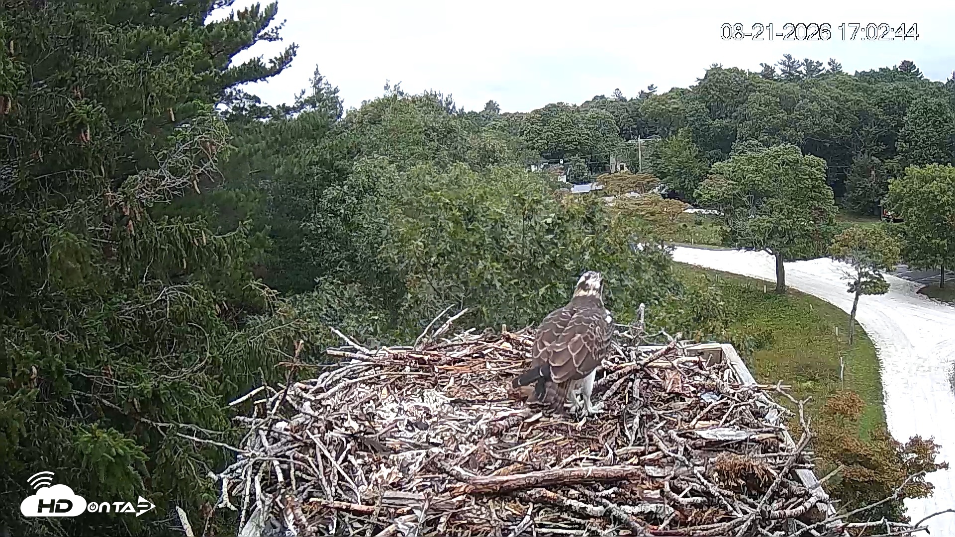Snapshot of Mashpee Natl. Wildlife Refuge Live Osprey Cam taken Aug 21, 2026, 5:03pm EDT