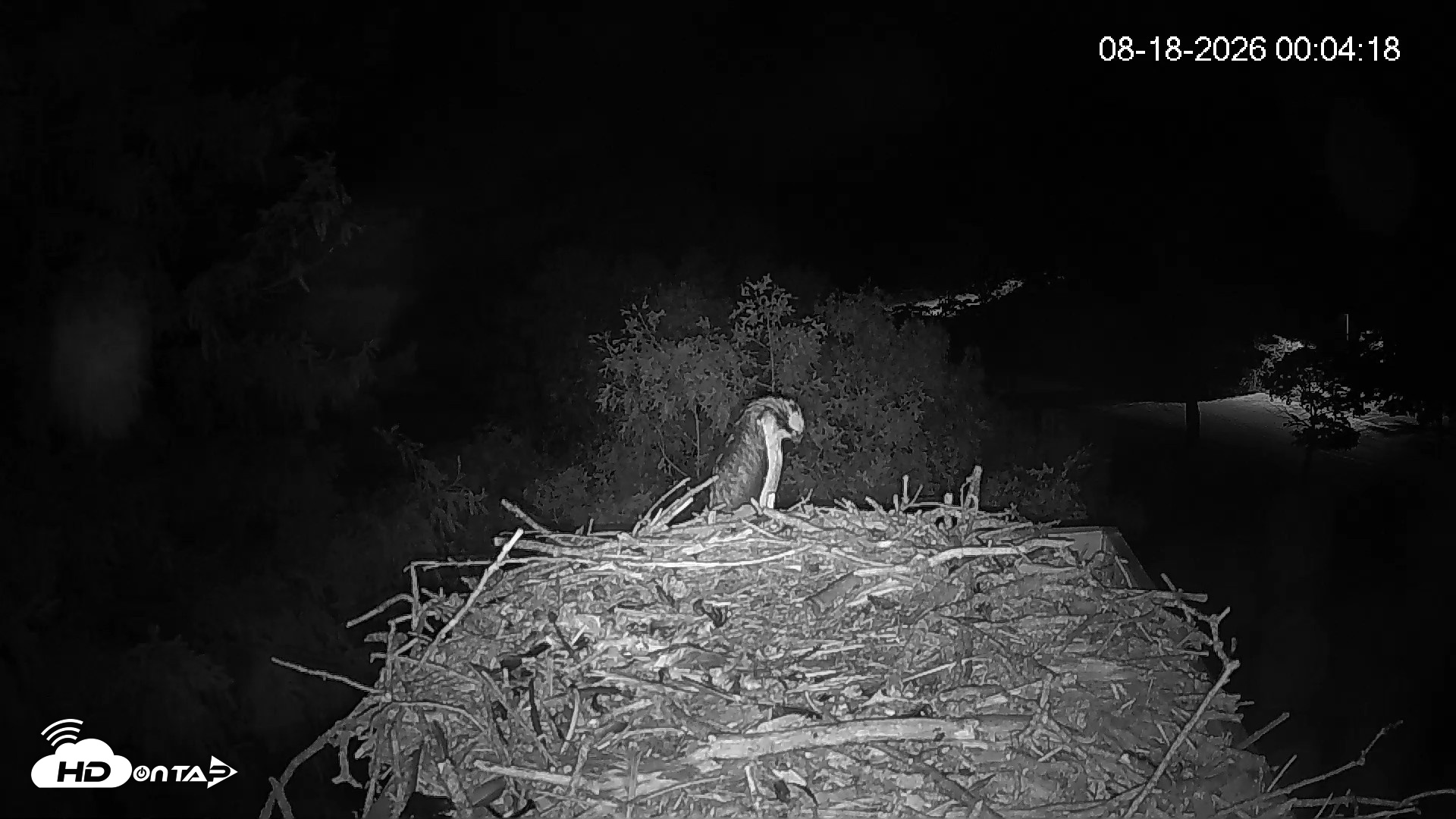 Snapshot of Mashpee Natl. Wildlife Refuge Live Osprey Cam taken Aug 18, 2026, 12:05am EDT