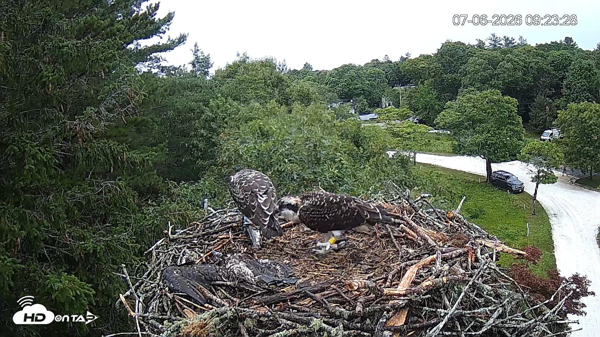 Snapshot of Mashpee Natl. Wildlife Refuge Live Osprey Cam taken Jul 6, 2026, 9:25am EDT