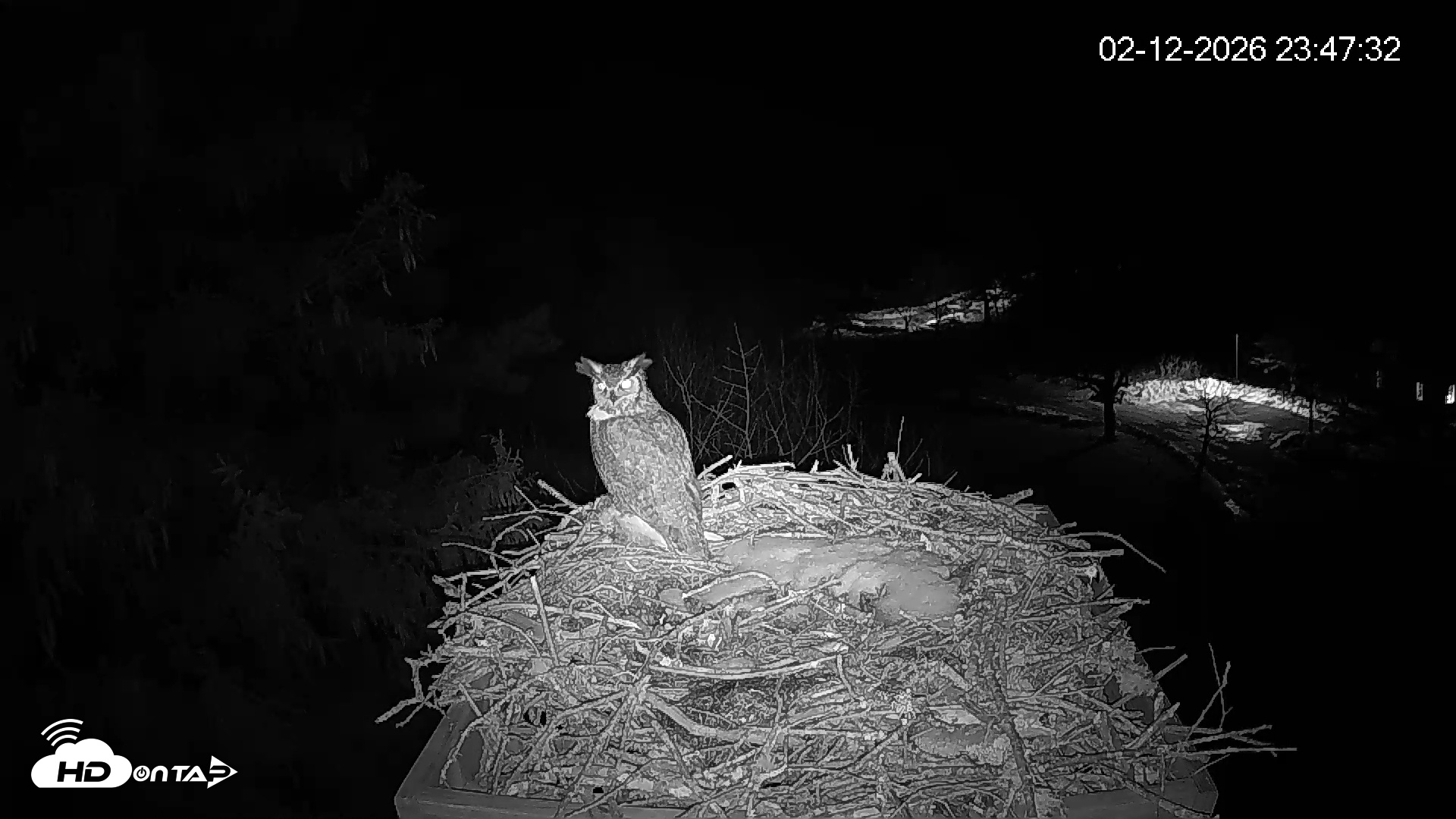Snapshot of Mashpee Natl. Wildlife Refuge Live Osprey Cam taken Feb 12, 2026, 11:48pm EST