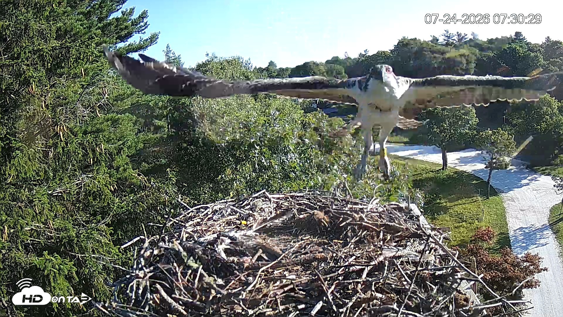 Snapshot of Mashpee Natl. Wildlife Refuge Live Osprey Cam taken Jul 24, 2026, 7:35am EDT