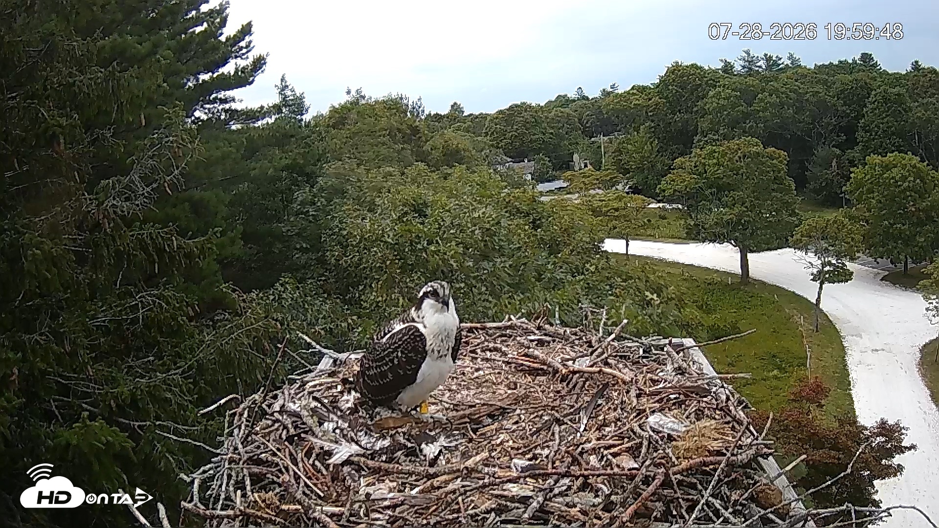 Snapshot of Mashpee Natl. Wildlife Refuge Live Osprey Cam taken Jul 28, 2026, 8:00pm EDT