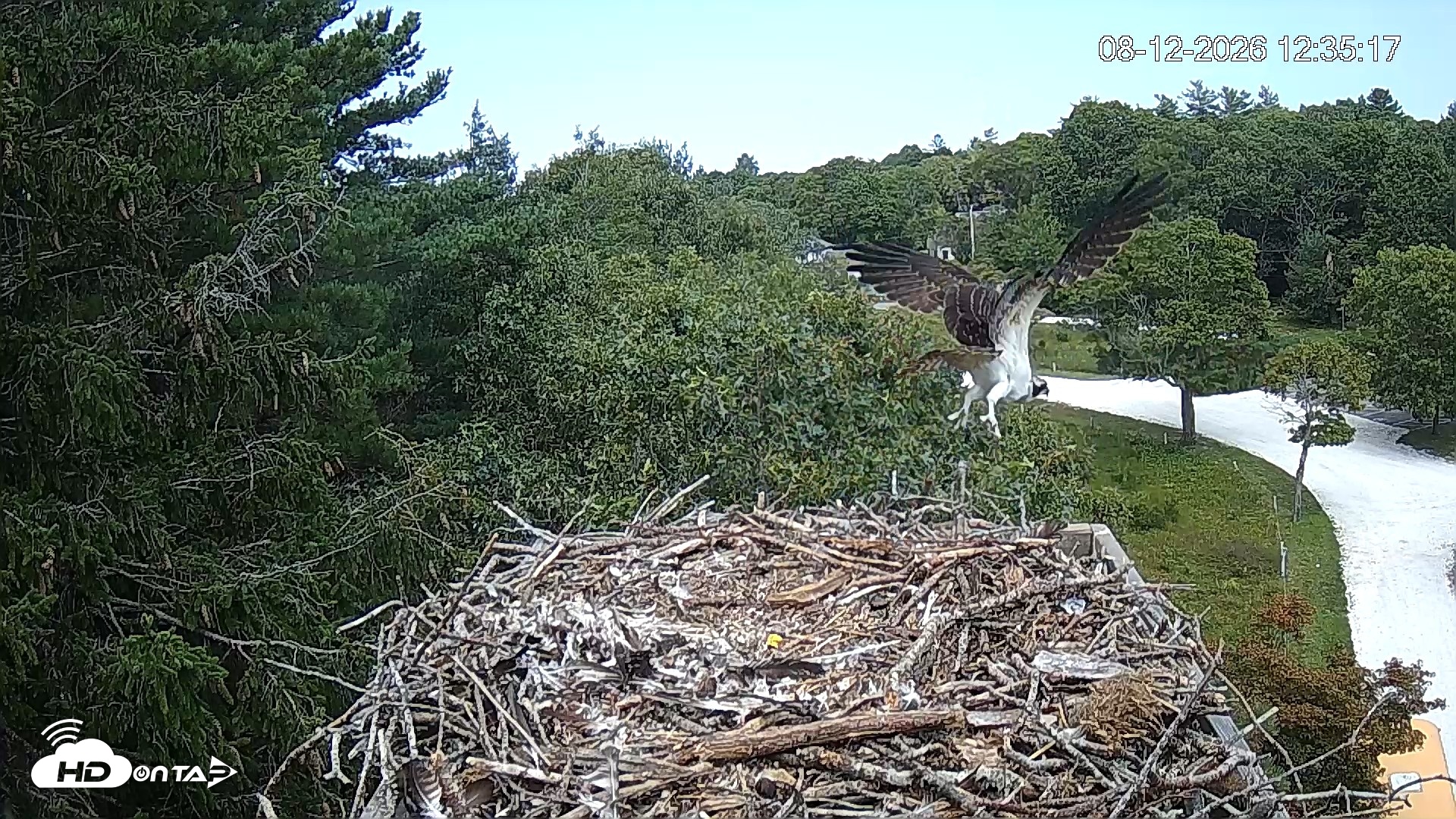 Snapshot of Mashpee Natl. Wildlife Refuge Live Osprey Cam taken Aug 12, 2026, 5:18pm EDT