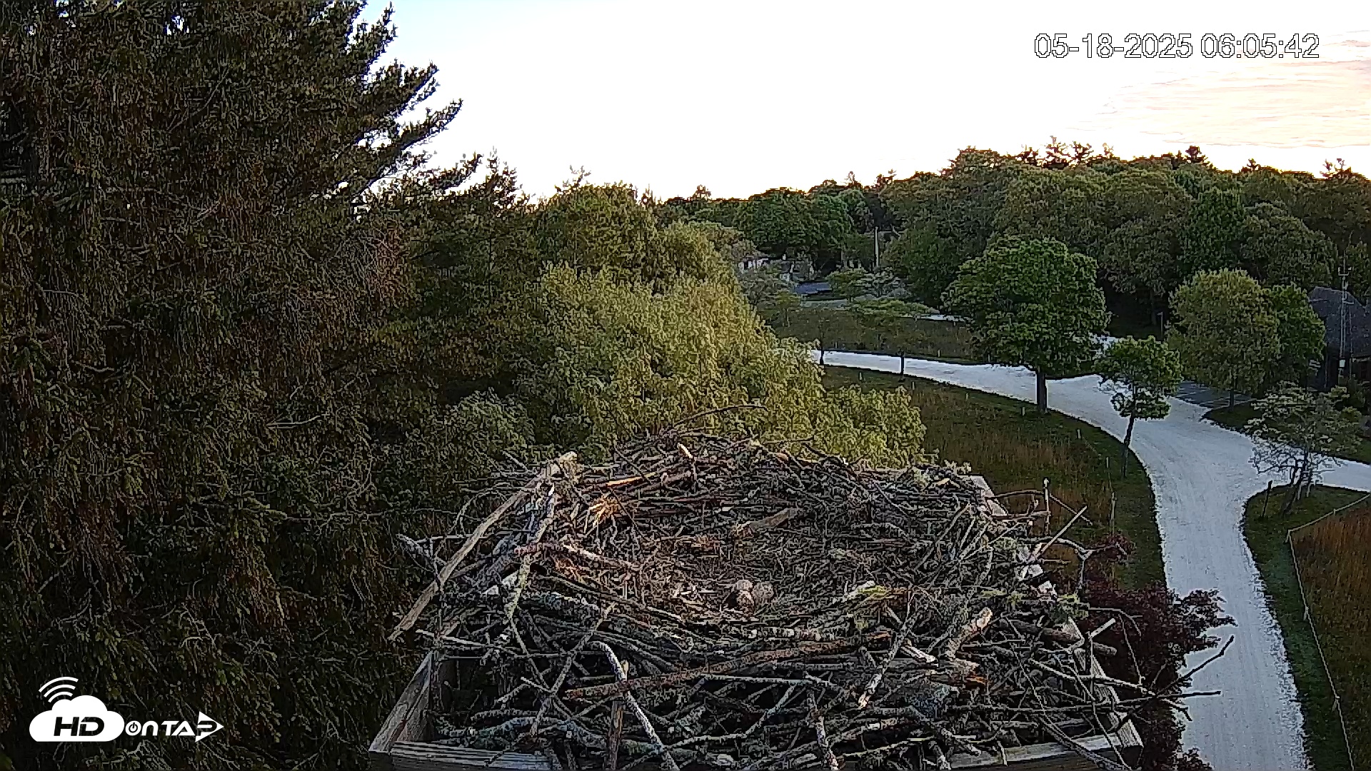 Snapshot of Mashpee Natl. Wildlife Refuge Live Osprey Cam taken May 18, 2025, 7:31am EDT