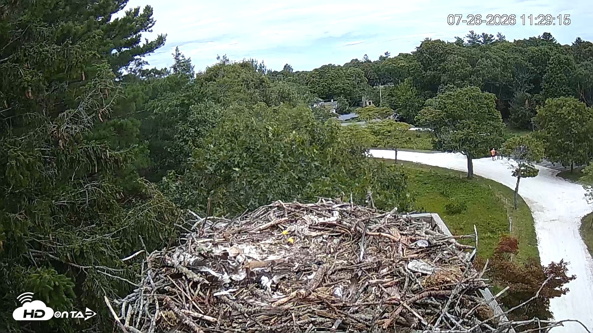 Snapshot of Mashpee Natl. Wildlife Refuge Live Osprey Cam taken Jul 26, 2026, 11:29am EDT