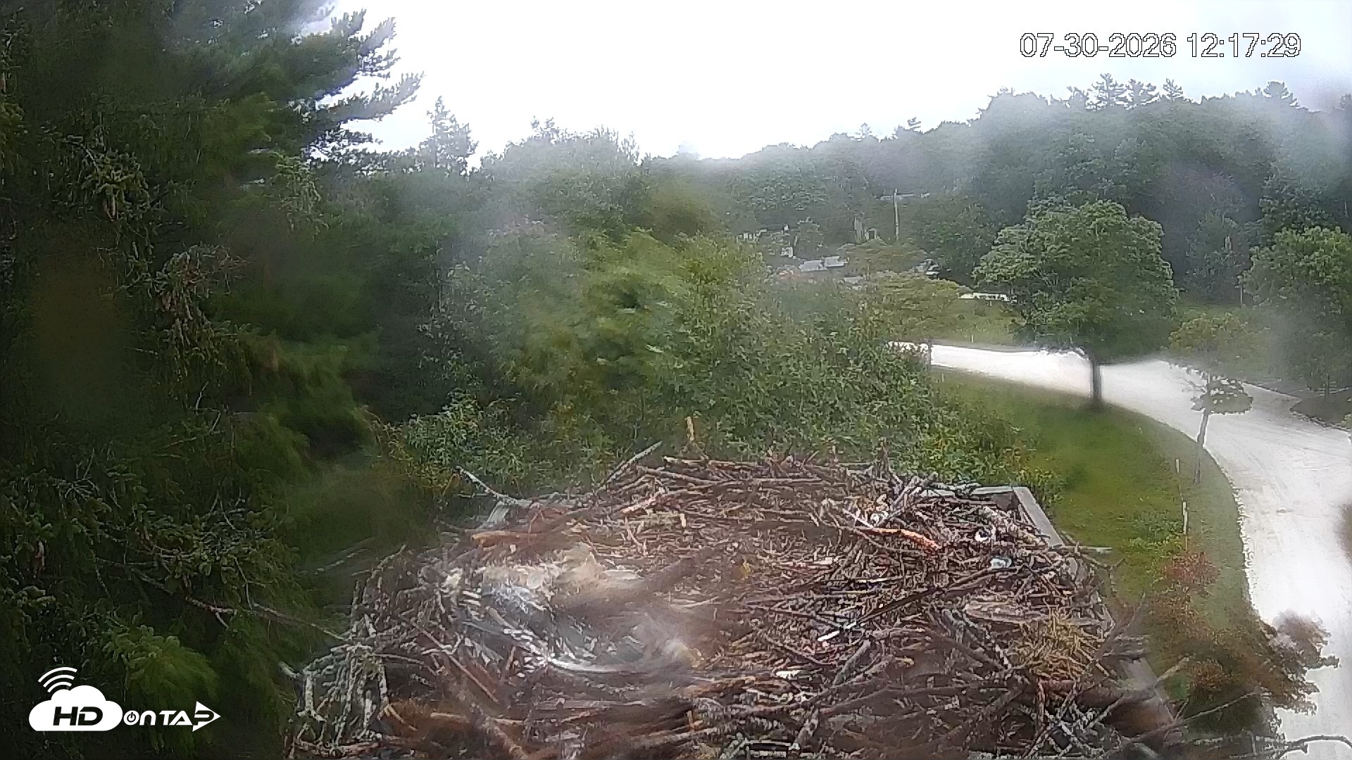 Snapshot of Mashpee Natl. Wildlife Refuge Live Osprey Cam taken Jul 30, 2026, 12:17pm EDT