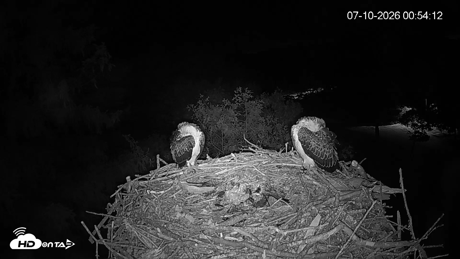 Snapshot of Mashpee Natl. Wildlife Refuge Live Osprey Cam taken Jul 10, 2026, 12:55am EDT