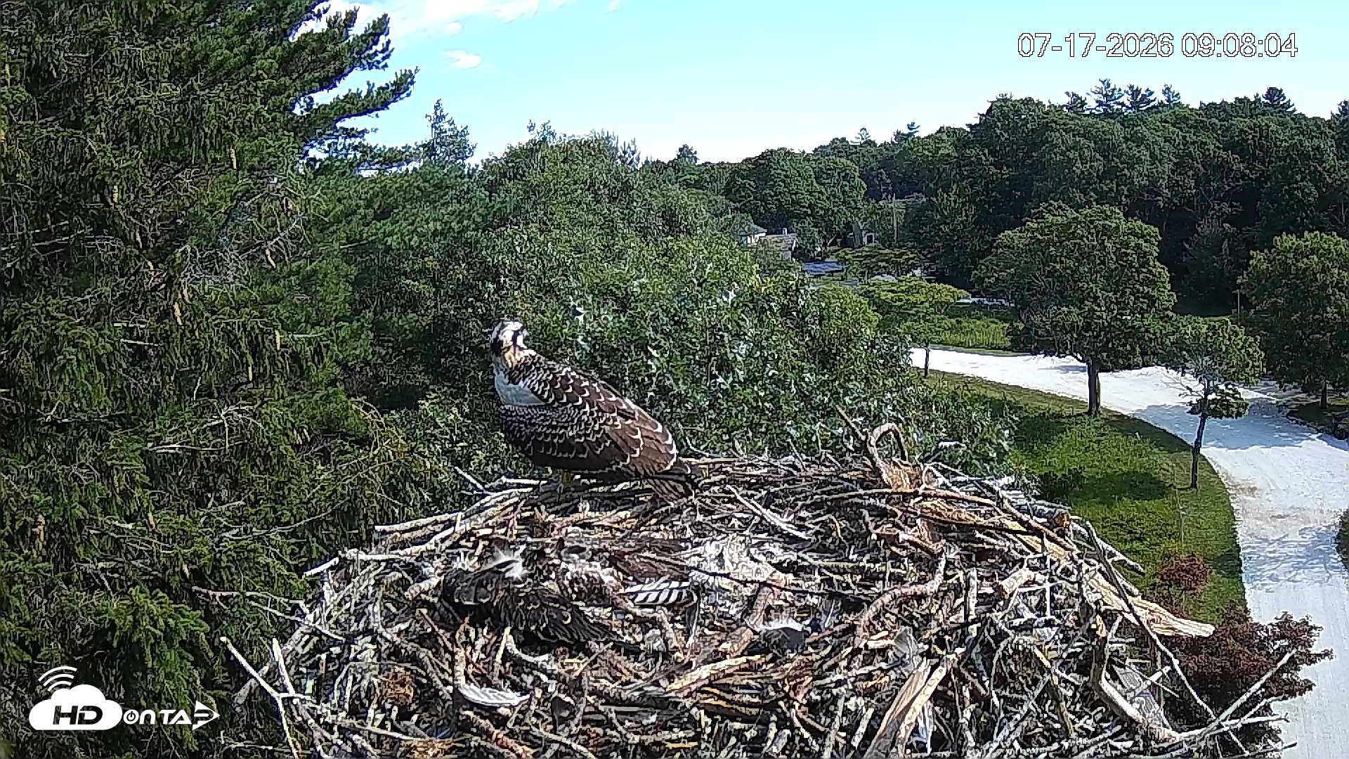 Snapshot of Mashpee Natl. Wildlife Refuge Live Osprey Cam taken Jul 17, 2026, 9:08am EDT