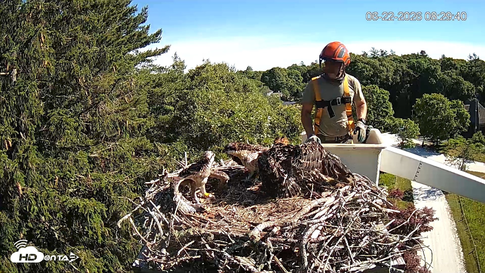 Snapshot of Mashpee Natl. Wildlife Refuge Live Osprey Cam taken Jun 22, 2026, 8:29am EDT