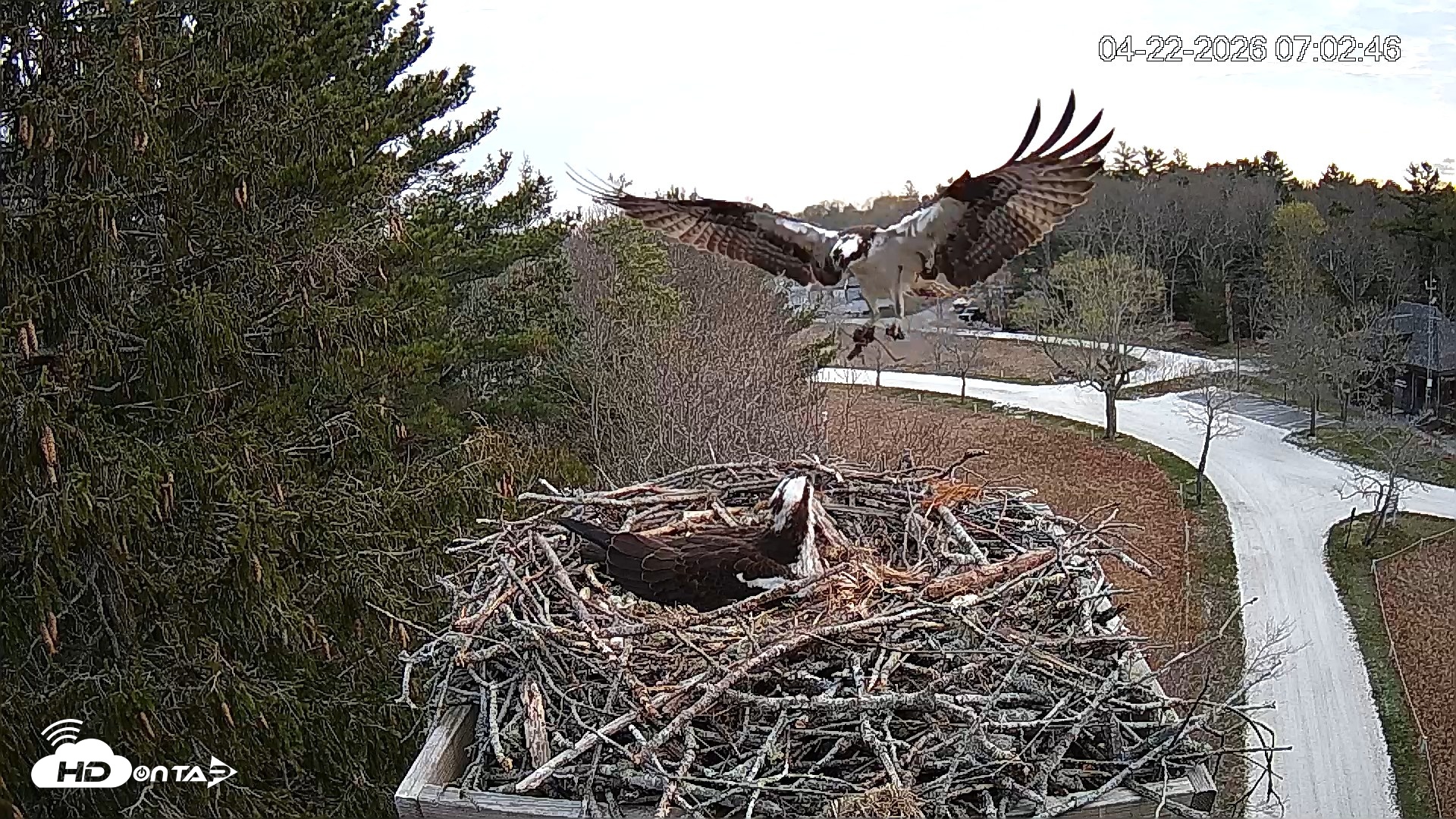Snapshot of Mashpee Natl. Wildlife Refuge Live Osprey Cam taken Apr 22, 2026, 7:19am EDT