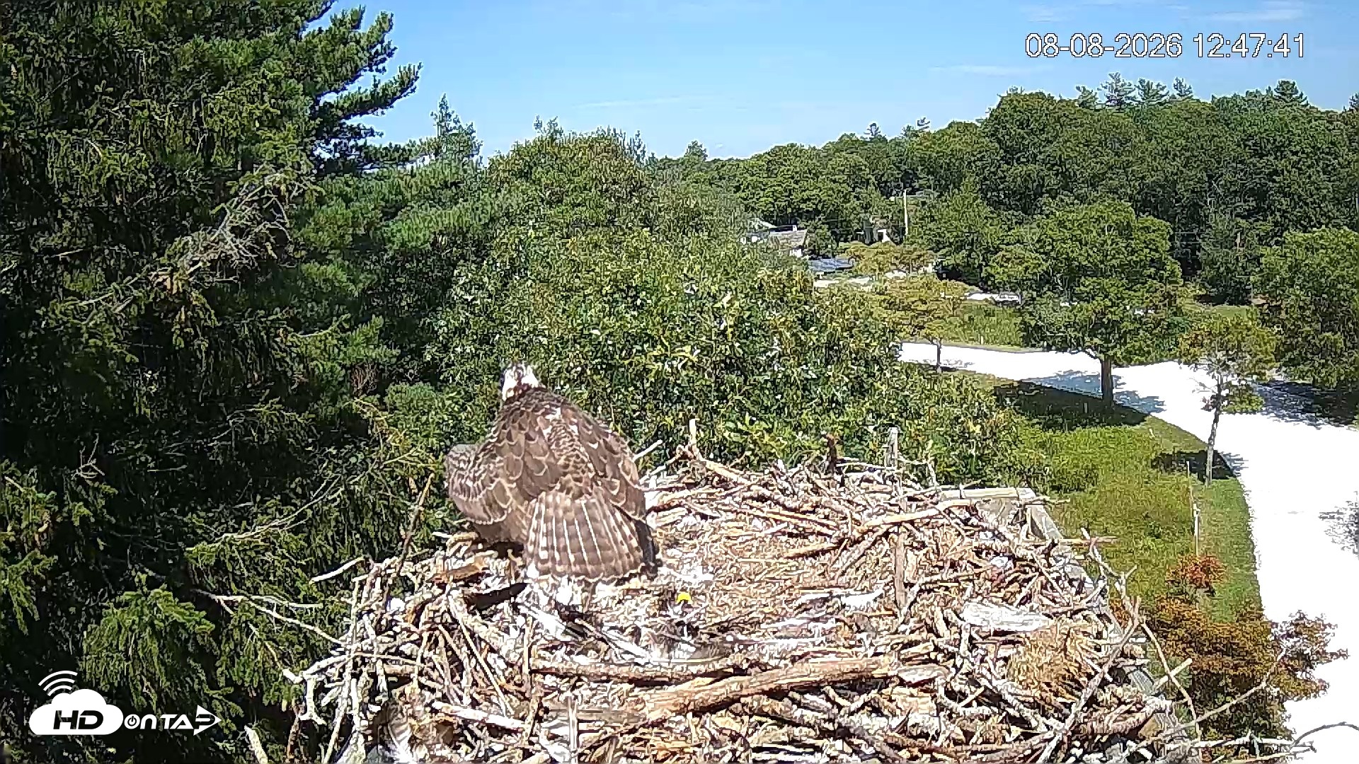 Snapshot of Mashpee Natl. Wildlife Refuge Live Osprey Cam taken Aug 8, 2026, 1:43pm EDT