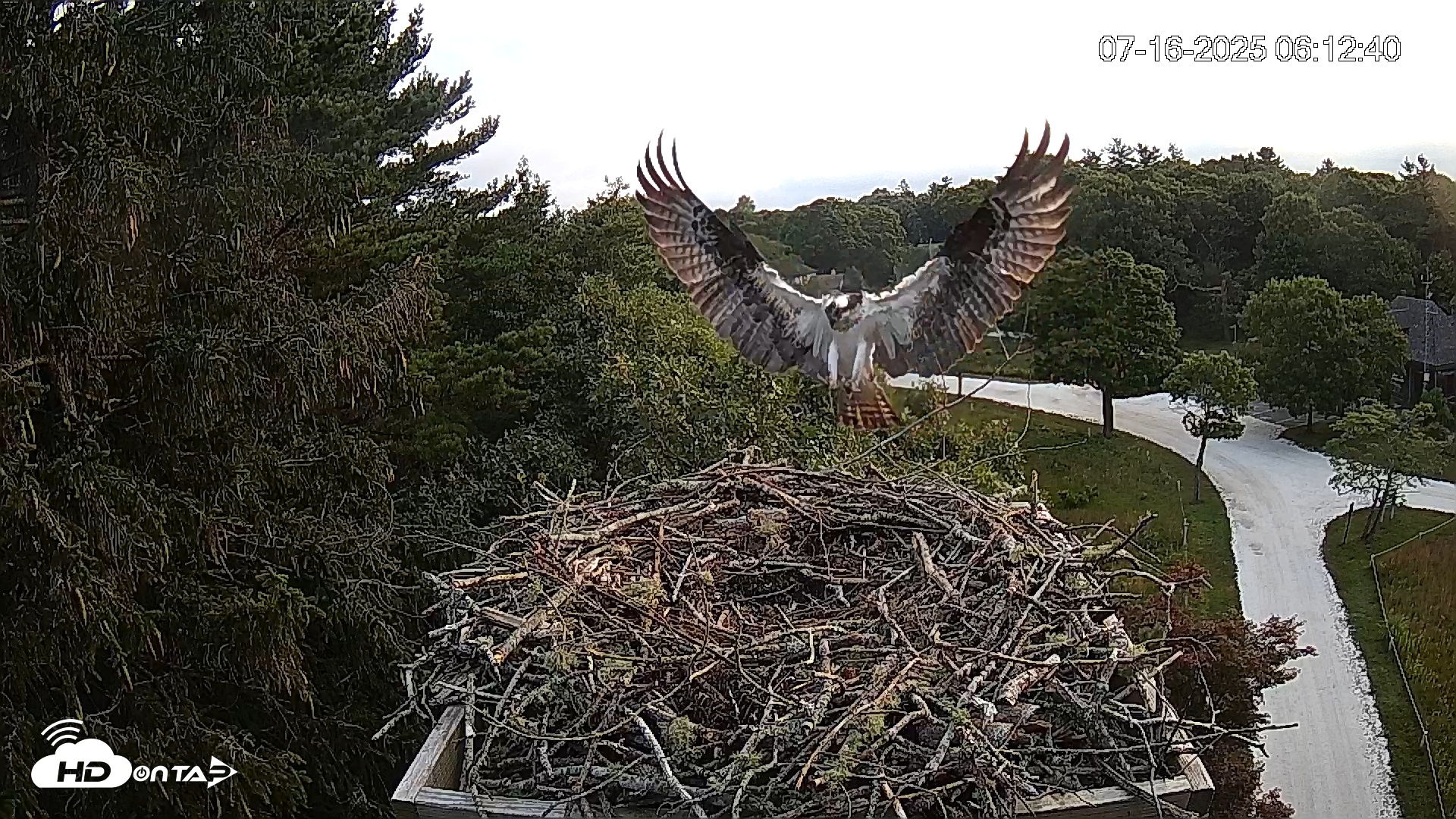 Snapshot of Mashpee Natl. Wildlife Refuge Live Osprey Cam taken Jul 16, 2025, 7:52am EDT