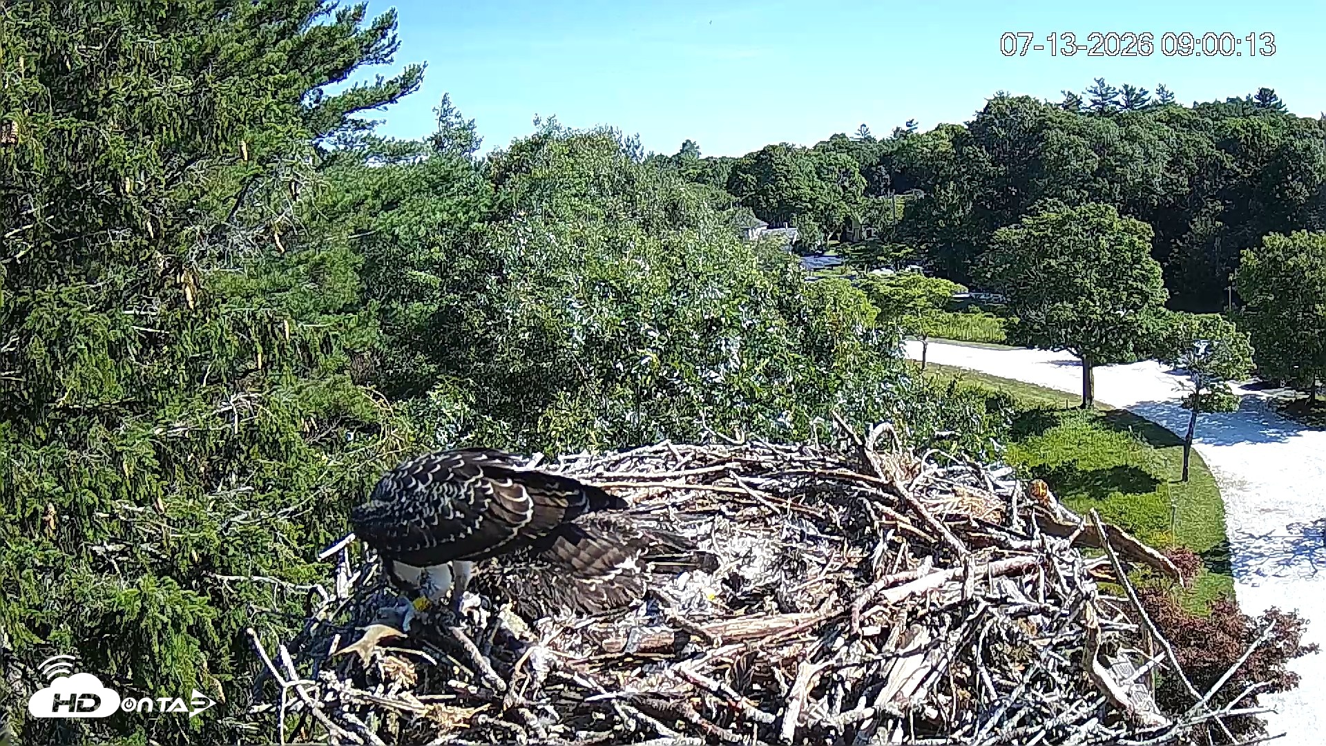 Snapshot of Mashpee Natl. Wildlife Refuge Live Osprey Cam taken Jul 13, 2026, 9:01am EDT