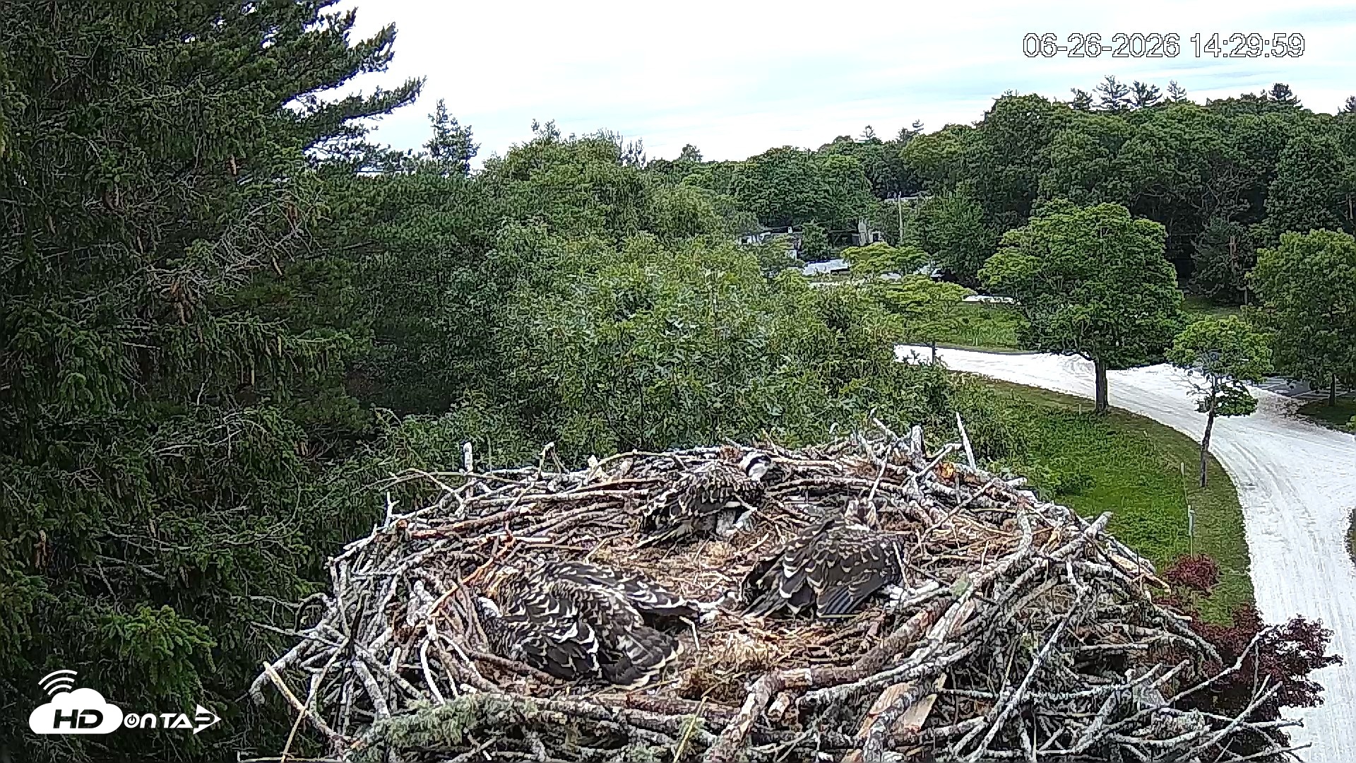 Snapshot of Mashpee Natl. Wildlife Refuge Live Osprey Cam taken Jun 26, 2026, 2:30pm EDT