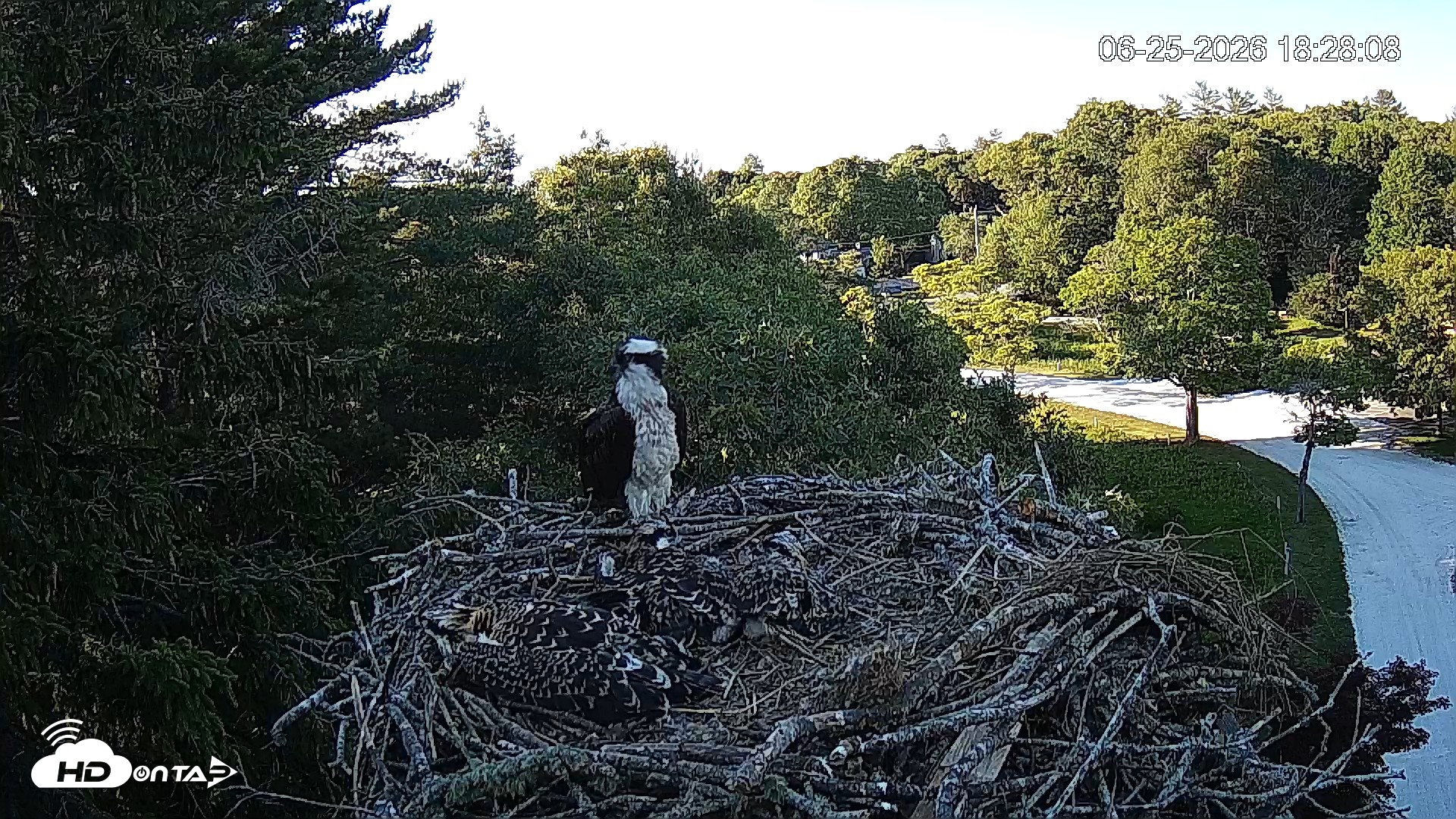 Snapshot of Mashpee Natl. Wildlife Refuge Live Osprey Cam taken Jun 25, 2026, 6:28pm EDT