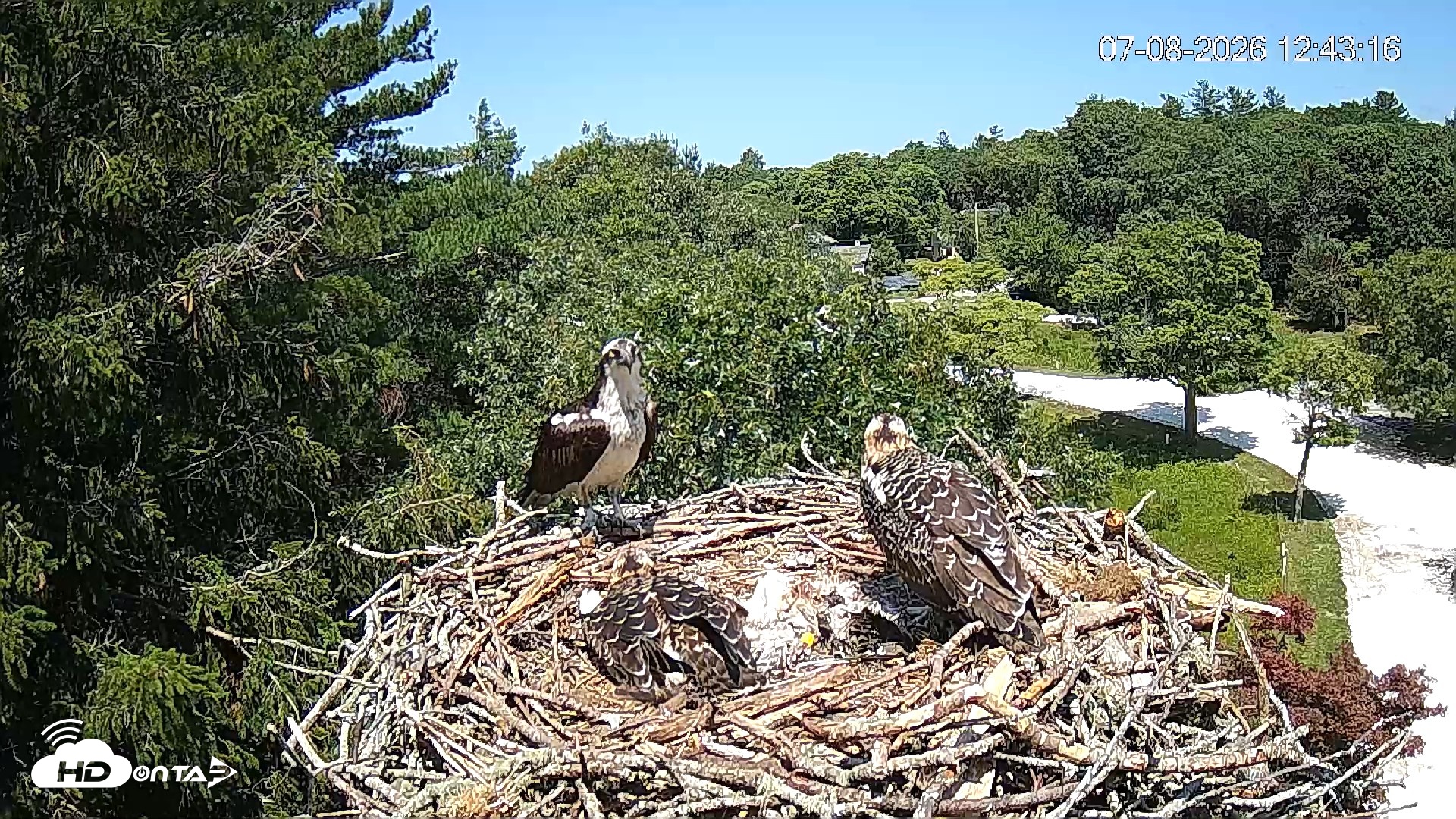 Snapshot of Mashpee Natl. Wildlife Refuge Live Osprey Cam taken Jul 8, 2026, 1:18pm EDT