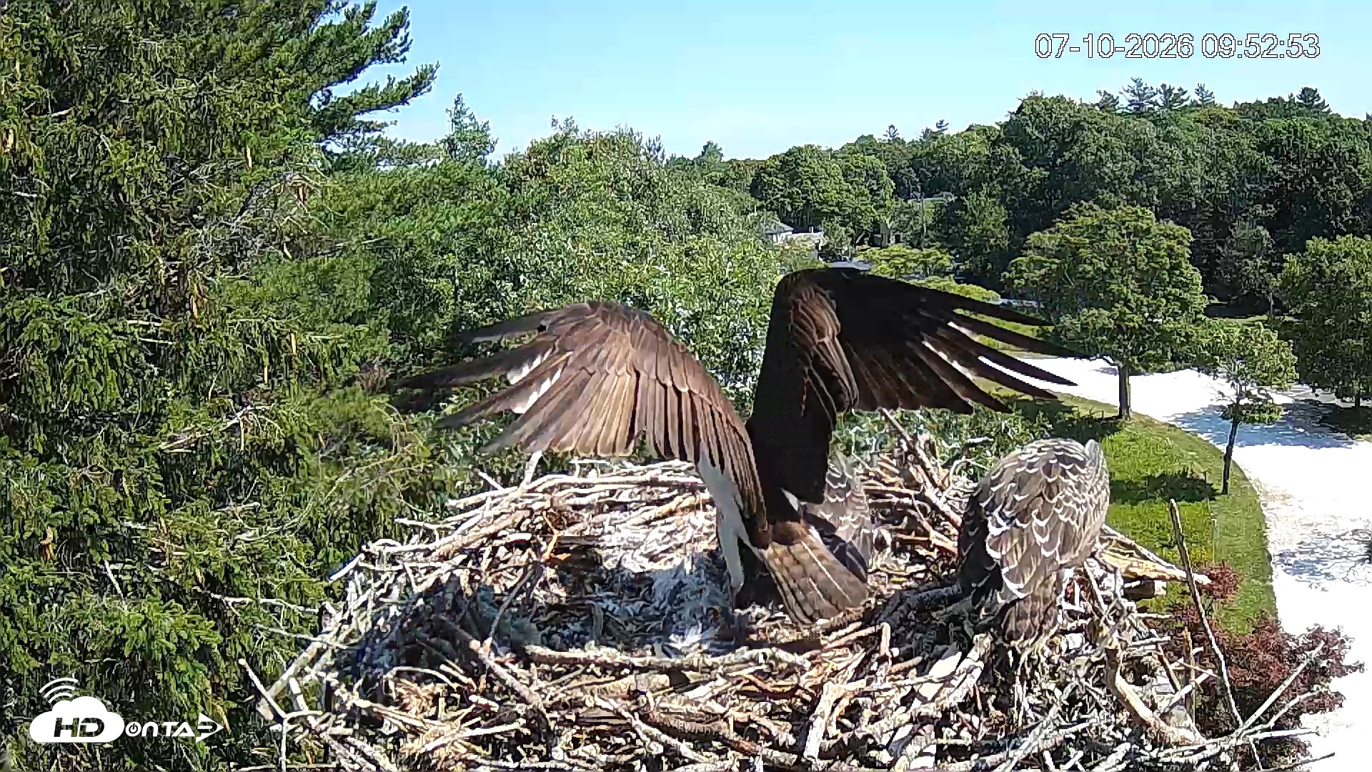 Snapshot of Mashpee Natl. Wildlife Refuge Live Osprey Cam taken Jul 10, 2026, 9:55am EDT