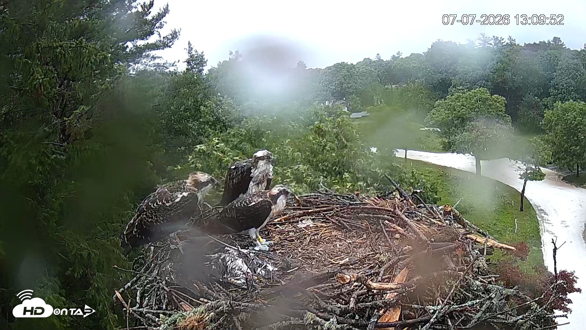 Snapshot of Mashpee Natl. Wildlife Refuge Live Osprey Cam taken Jul 7, 2026, 1:11pm EDT