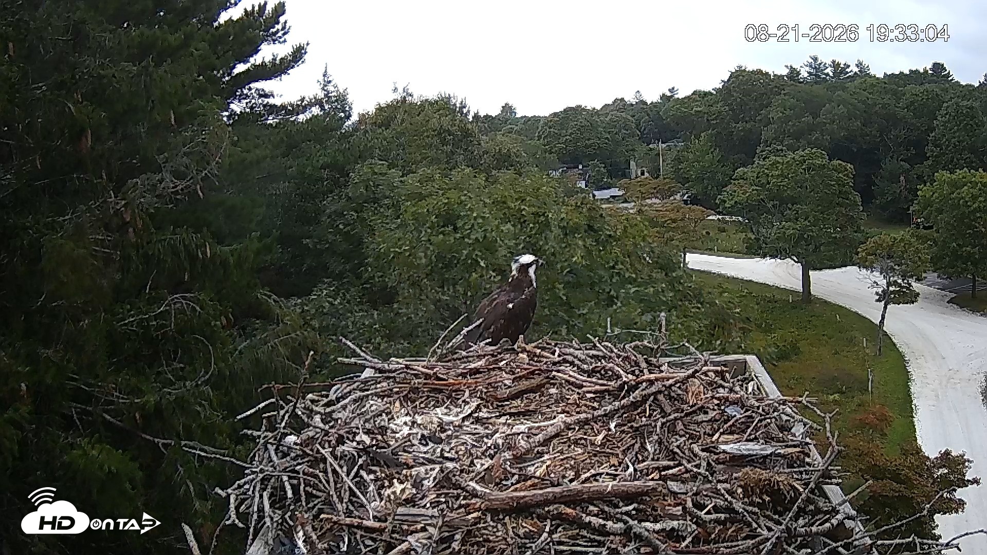 Snapshot of Mashpee Natl. Wildlife Refuge Live Osprey Cam taken Aug 21, 2026, 7:50pm EDT