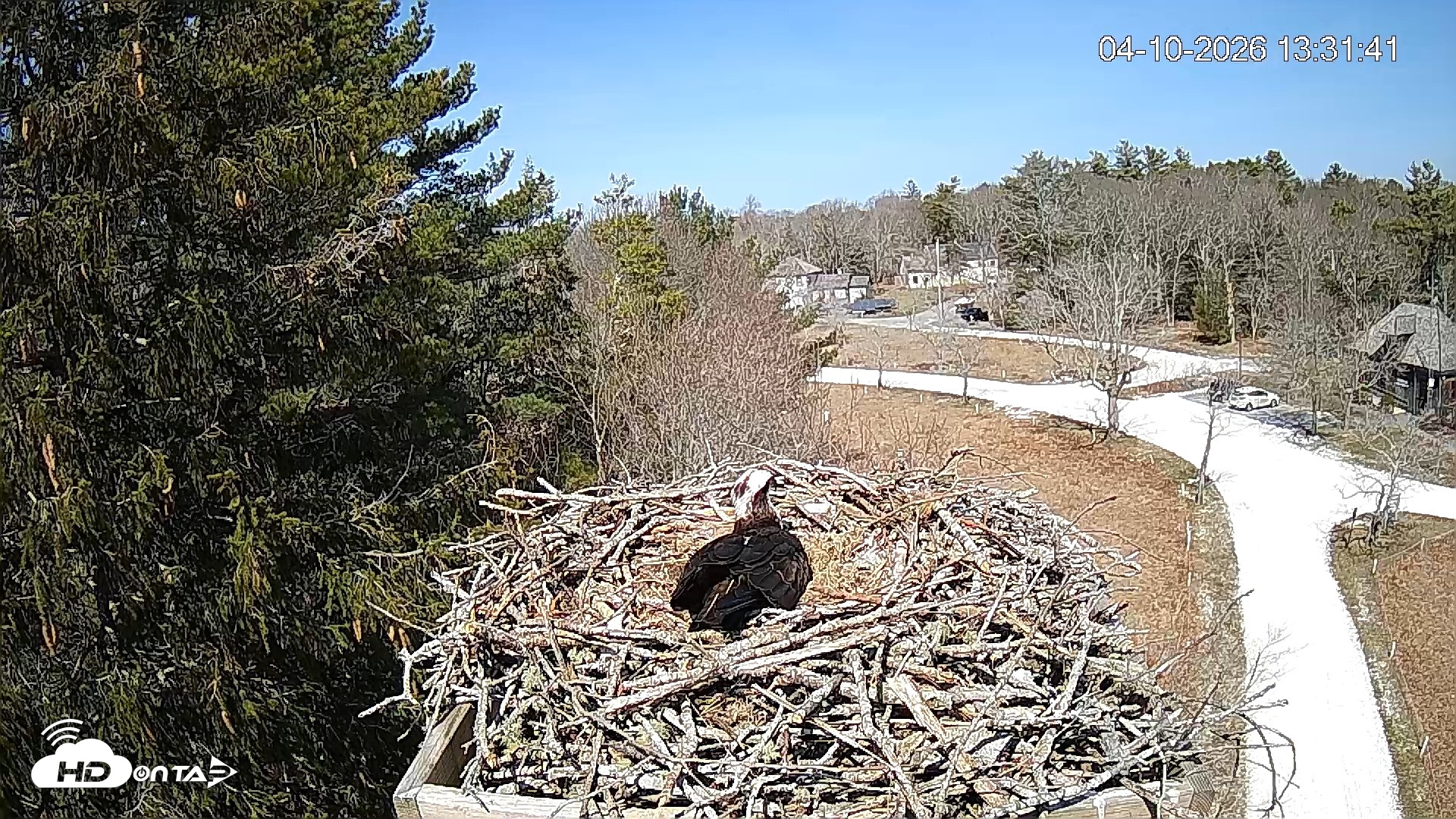 Snapshot of Mashpee Natl. Wildlife Refuge Live Osprey Cam taken Apr 10, 2026, 1:32pm EDT