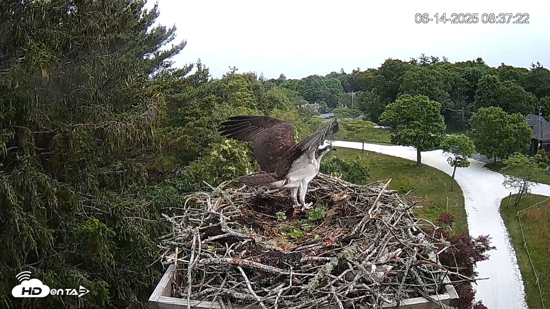 Snapshot of Mashpee Natl. Wildlife Refuge Live Osprey Cam taken Jun 14, 2025, 8:42am EDT
