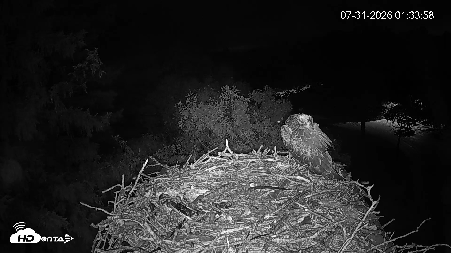 Snapshot of Mashpee Natl. Wildlife Refuge Live Osprey Cam taken Jul 31, 2026, 1:34am EDT