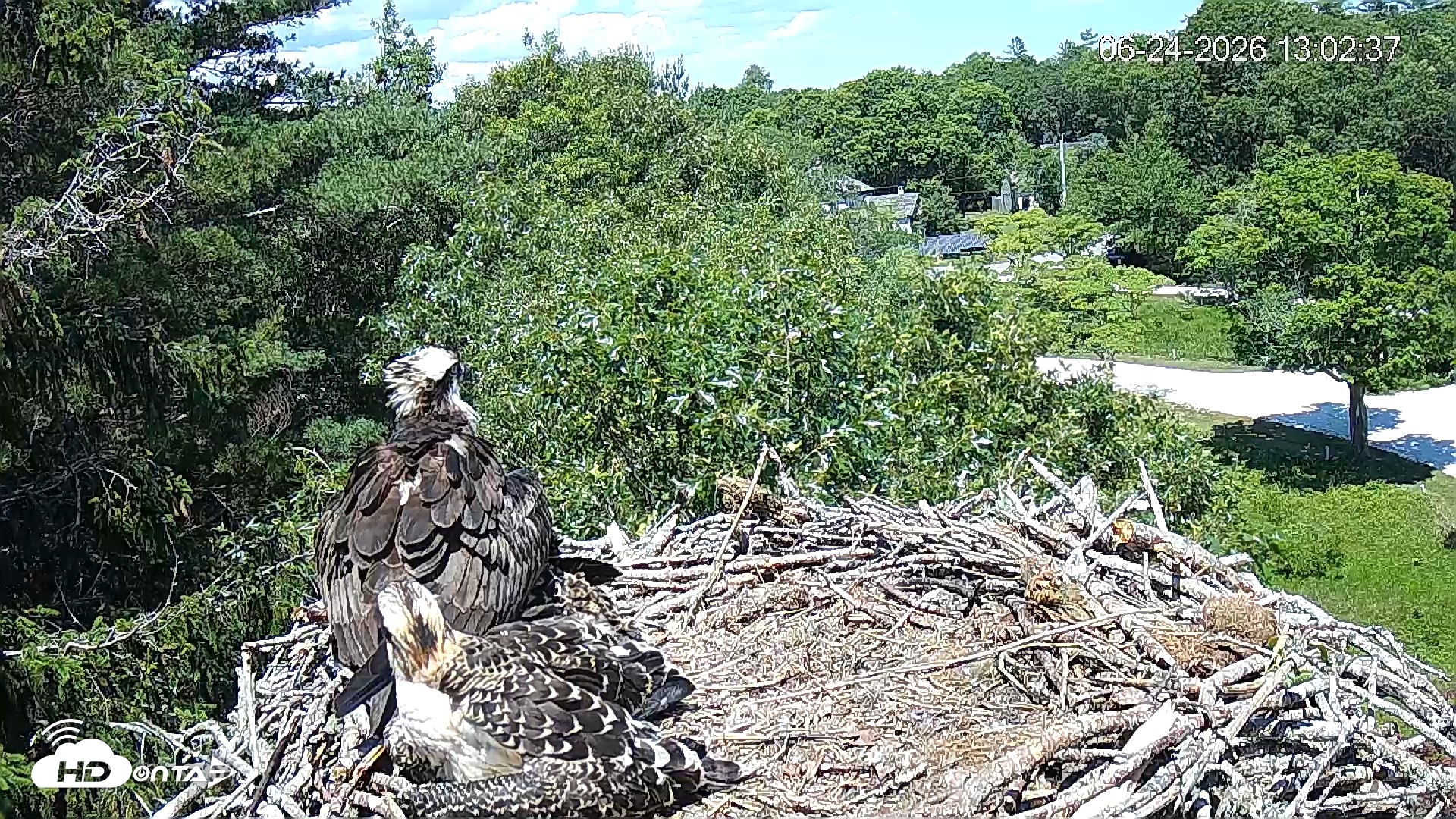 Snapshot of Mashpee Natl. Wildlife Refuge Live Osprey Cam taken Jun 24, 2026, 1:02pm EDT