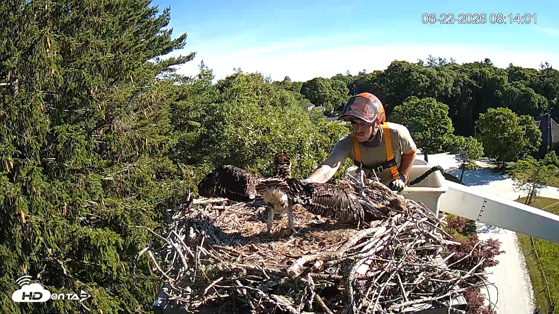 Snapshot of Mashpee Natl. Wildlife Refuge Live Osprey Cam taken Jun 22, 2026, 8:14am EDT