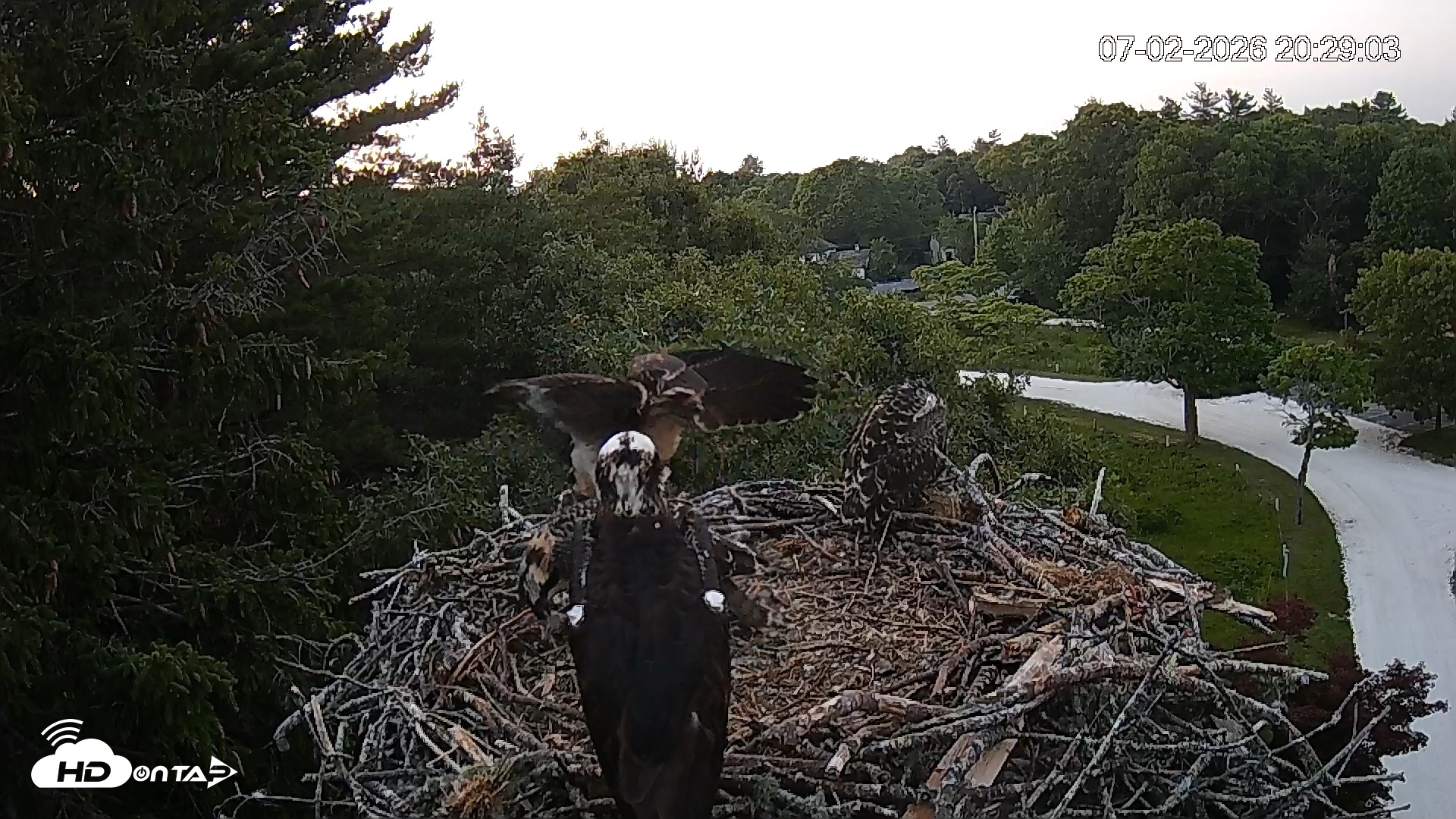 Snapshot of Mashpee Natl. Wildlife Refuge Live Osprey Cam taken Jul 3, 2026, 1:29am EDT