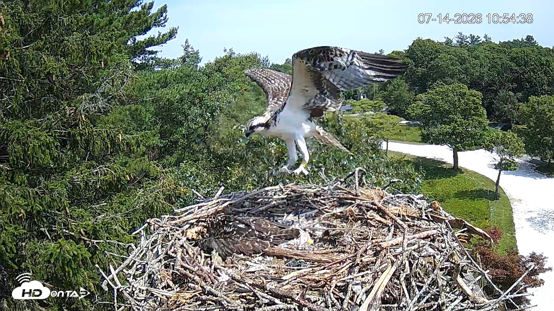 Snapshot of Mashpee Natl. Wildlife Refuge Live Osprey Cam taken Jul 14, 2026, 10:55am EDT