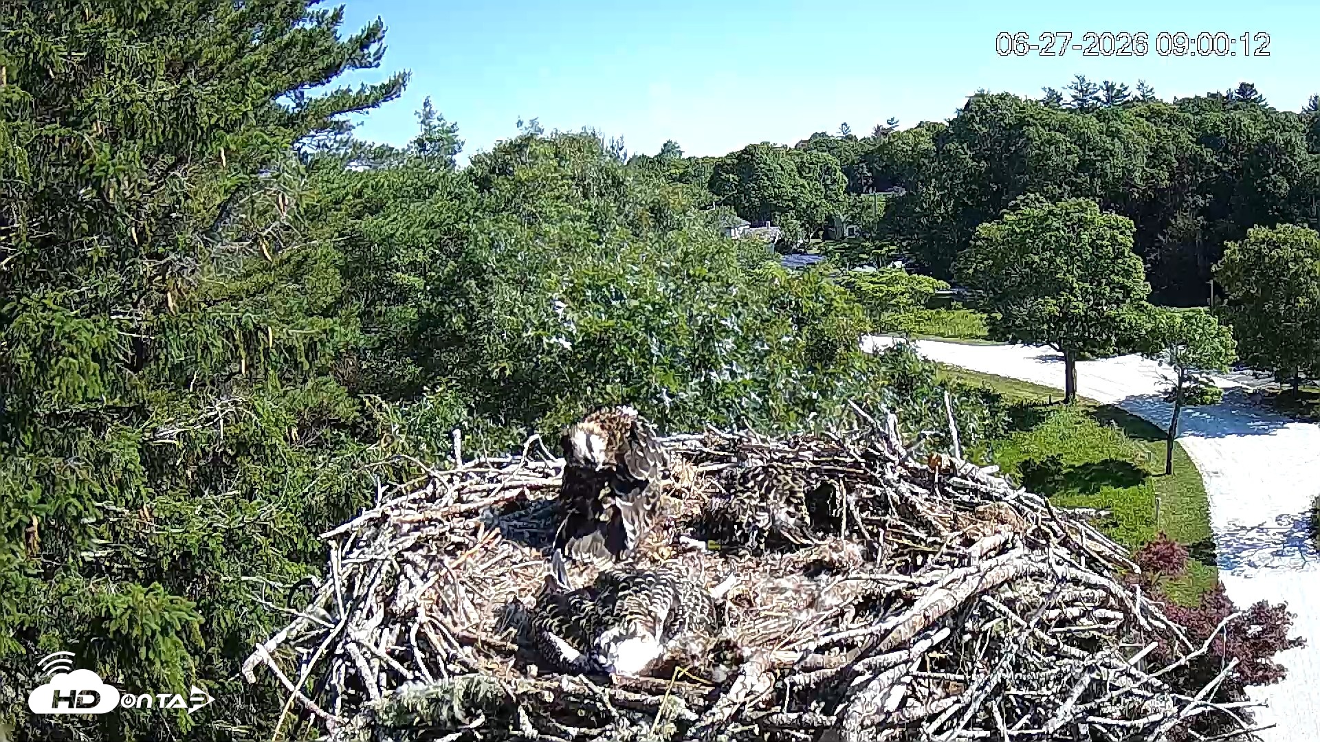 Snapshot of Mashpee Natl. Wildlife Refuge Live Osprey Cam taken Jun 27, 2026, 9:00am EDT